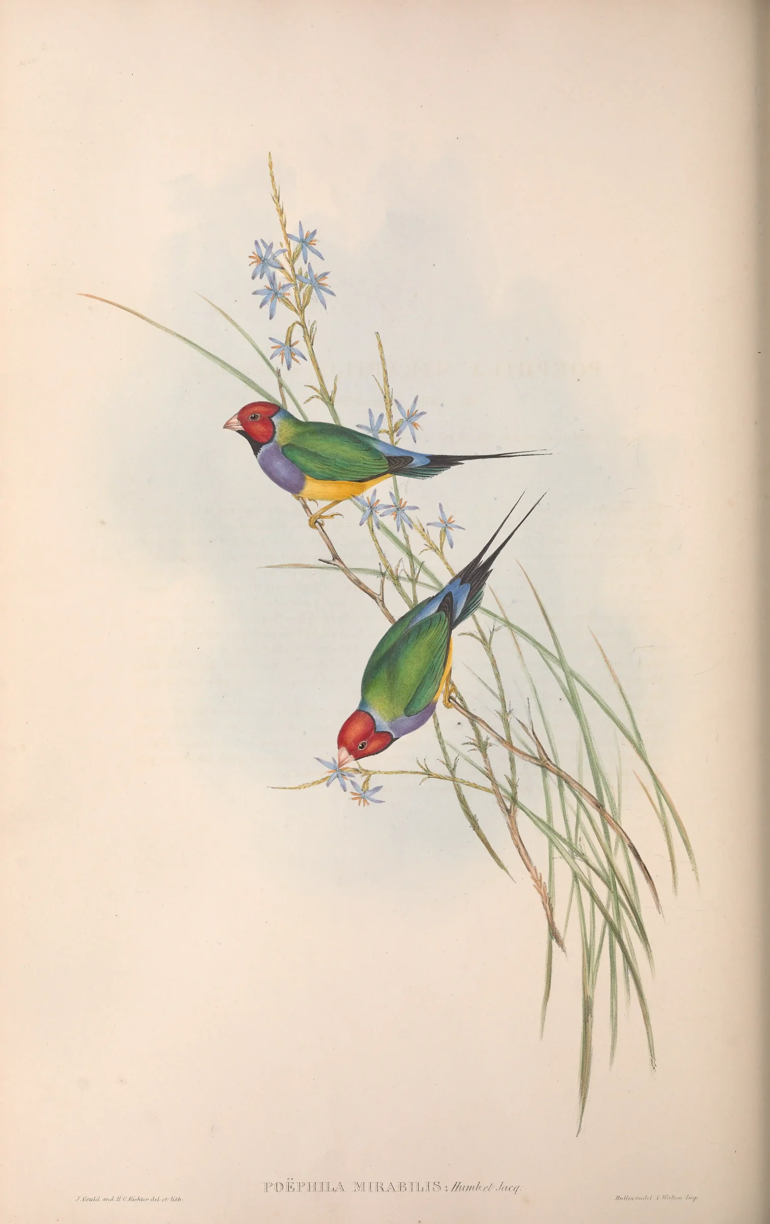 Historical bird plate: Gouldian Finch
