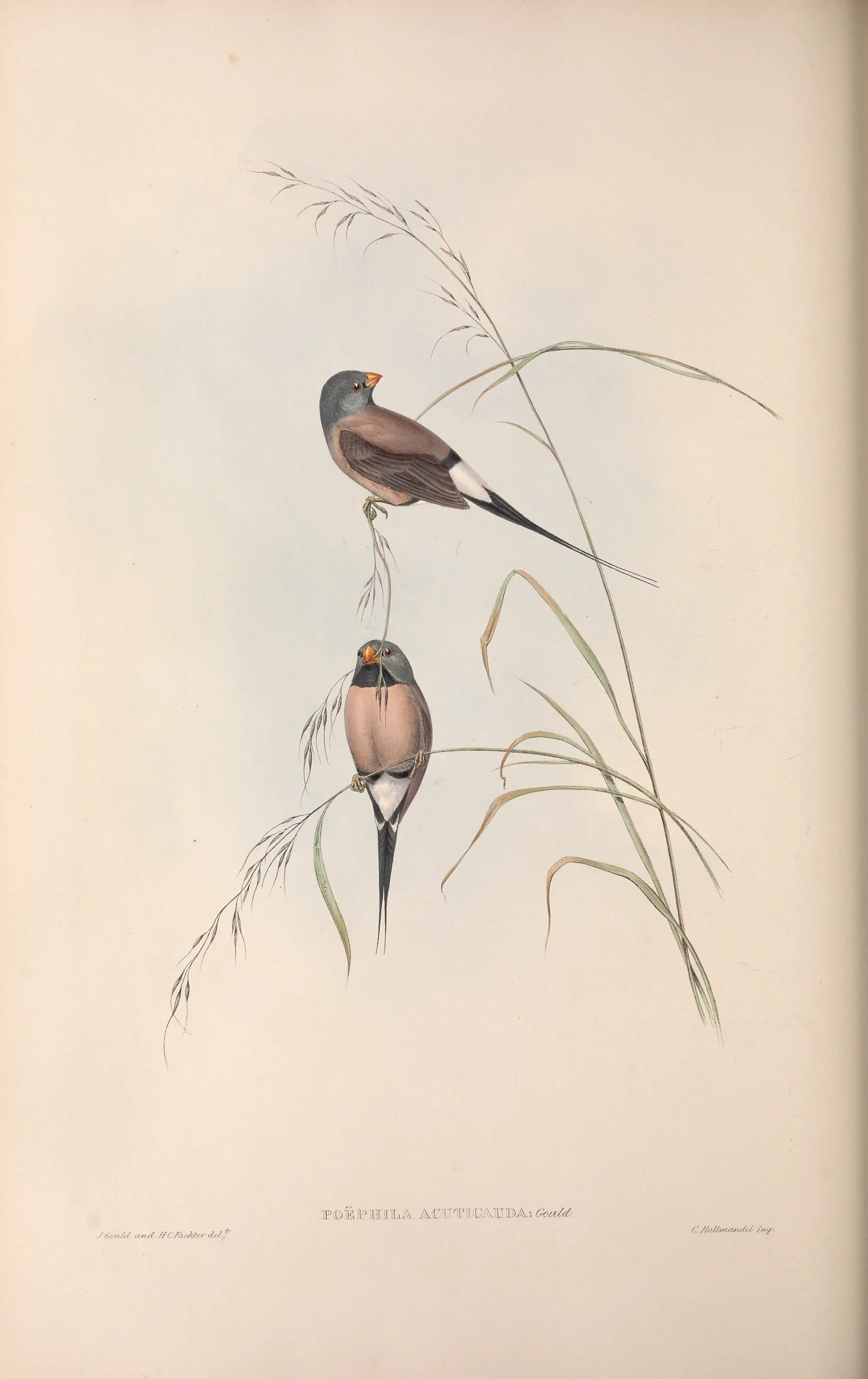 Historical bird plate: Long-tailed Finch