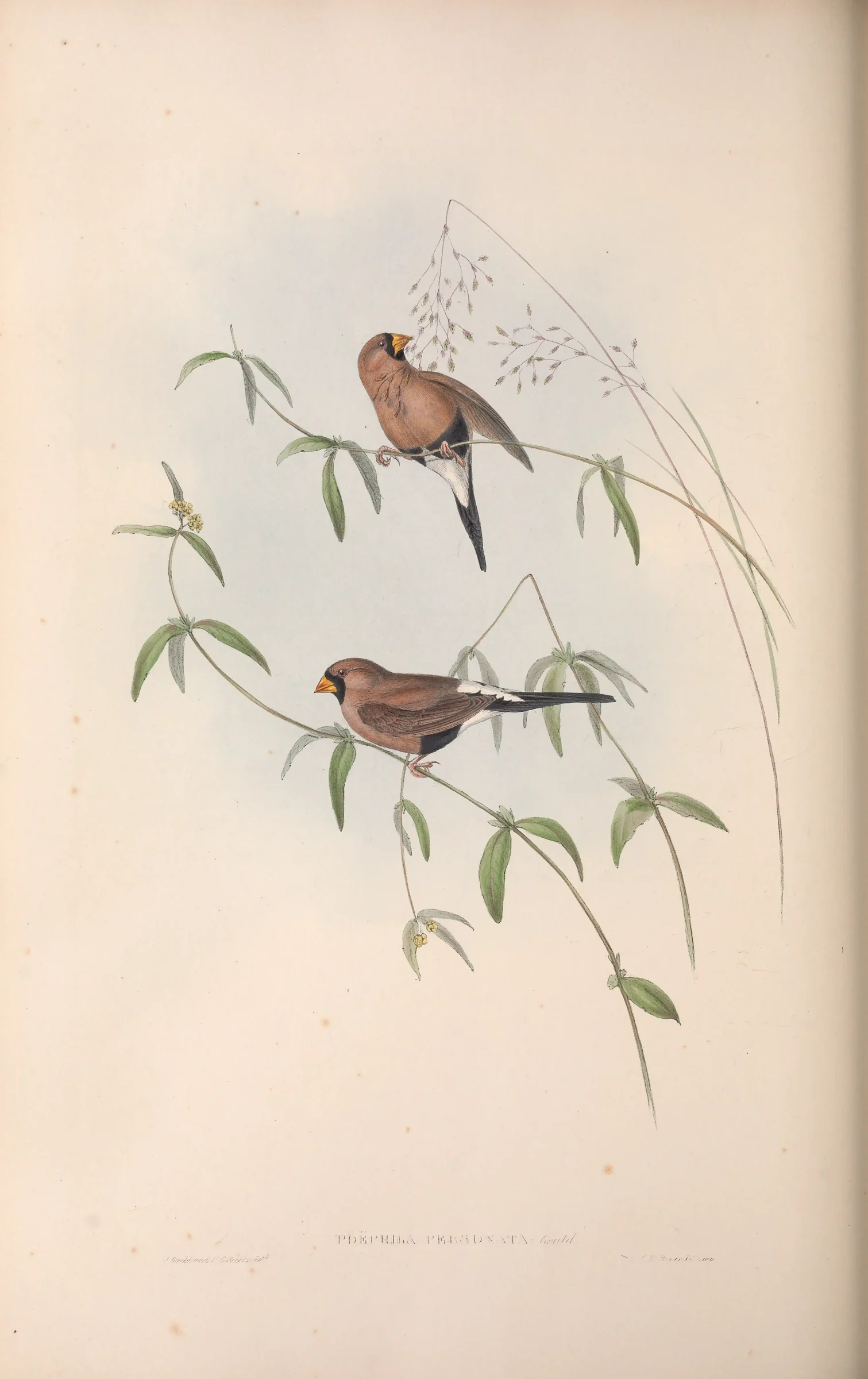 Historical bird plate: Masked Finch