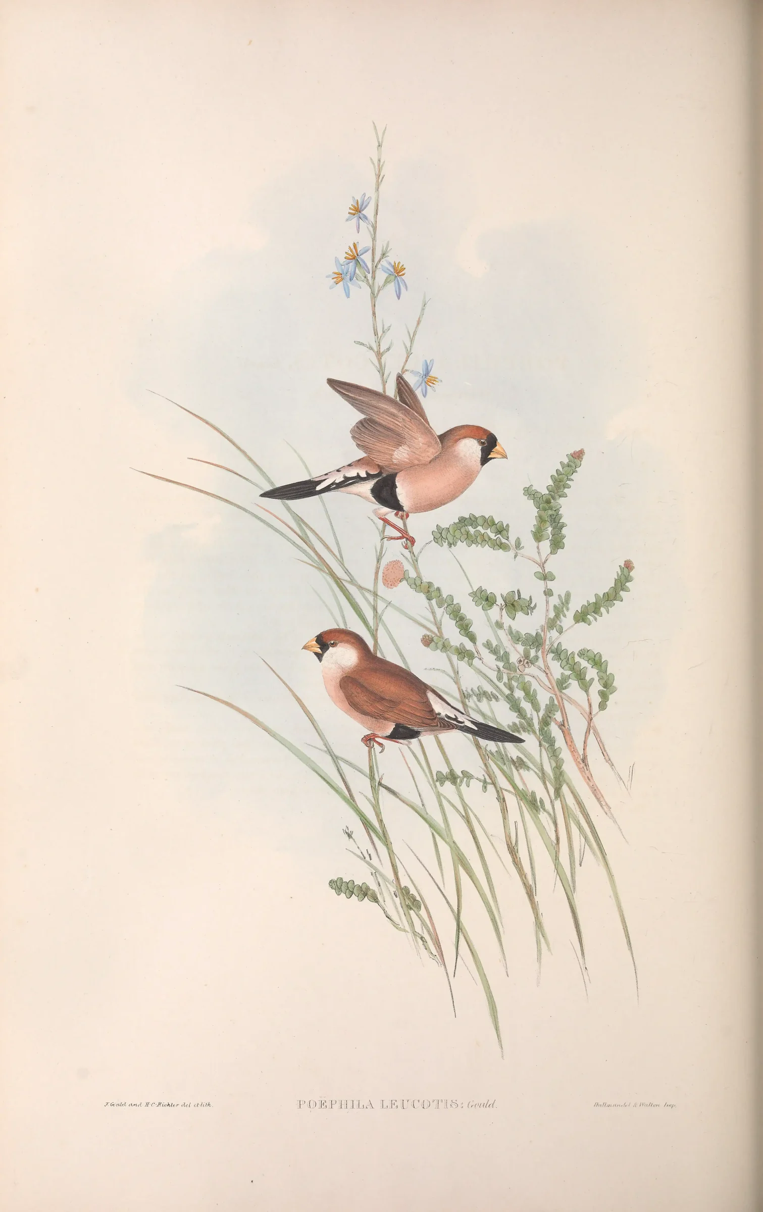 Historical bird plate: Masked Finch