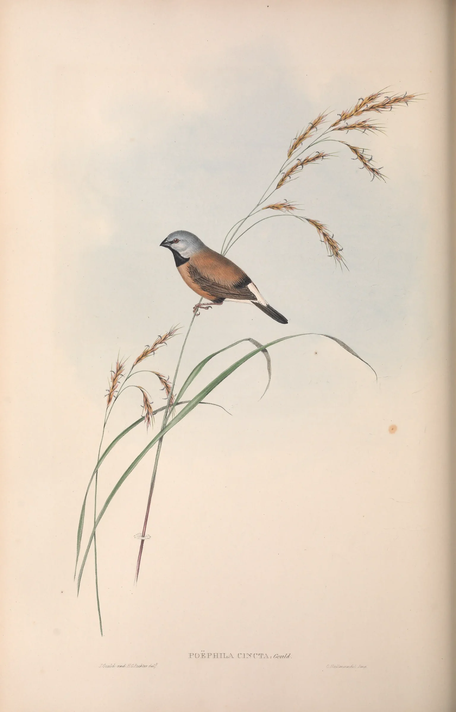 Historical bird plate: Black-throated Finch