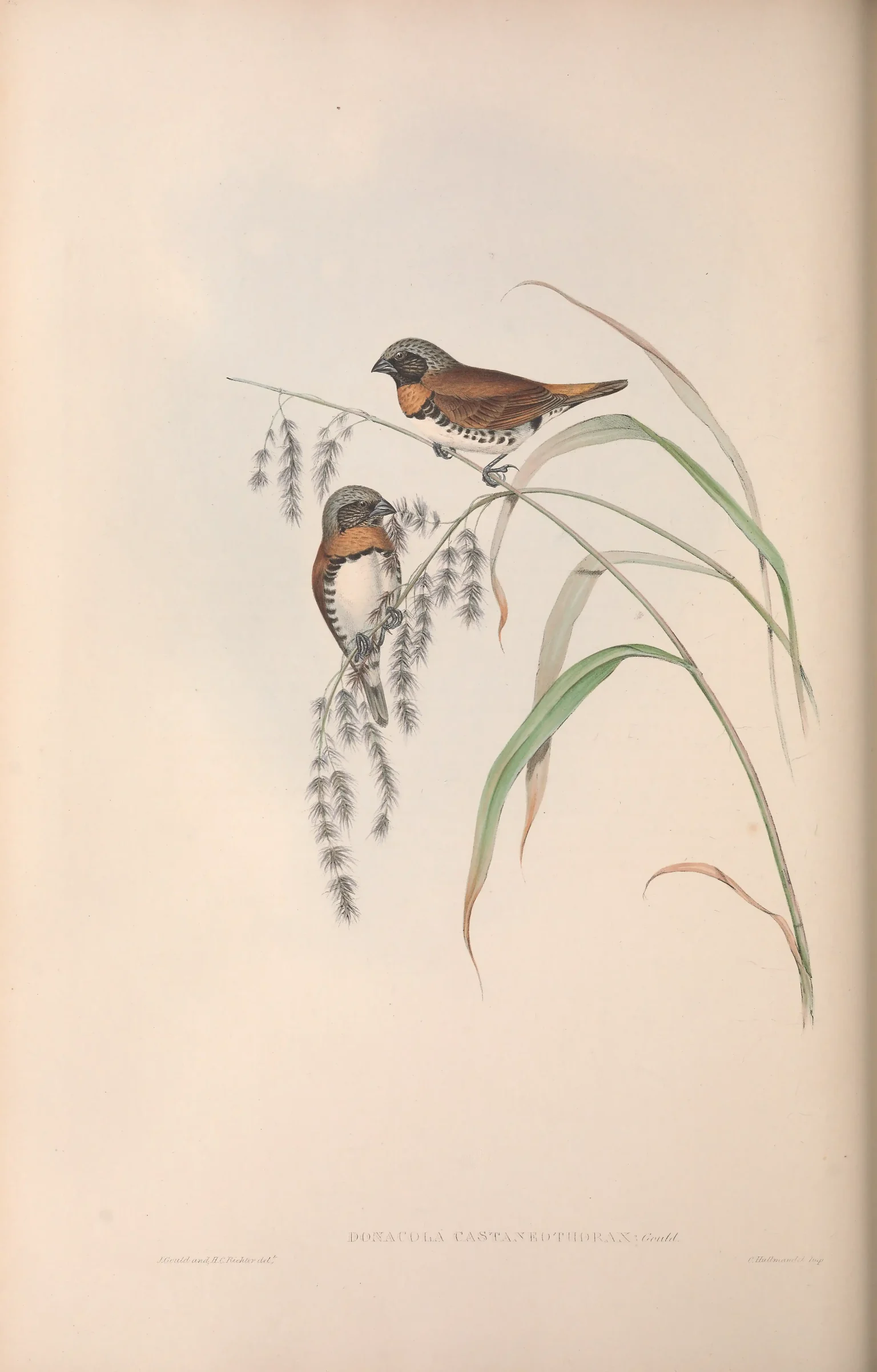 Historical bird plate: Chestnut-breasted Mannikin