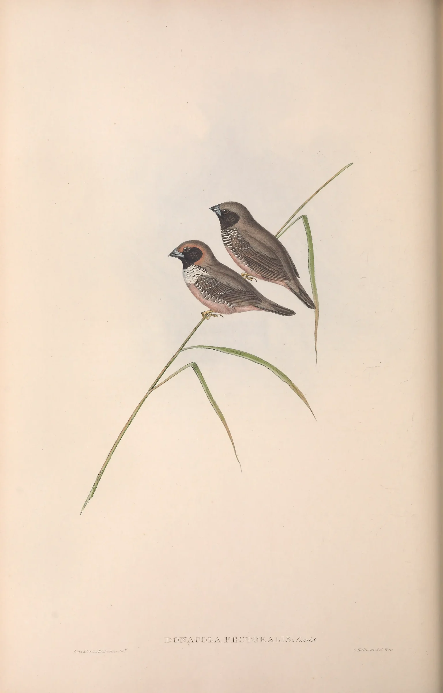 Historical bird plate: Pictorella Mannikin