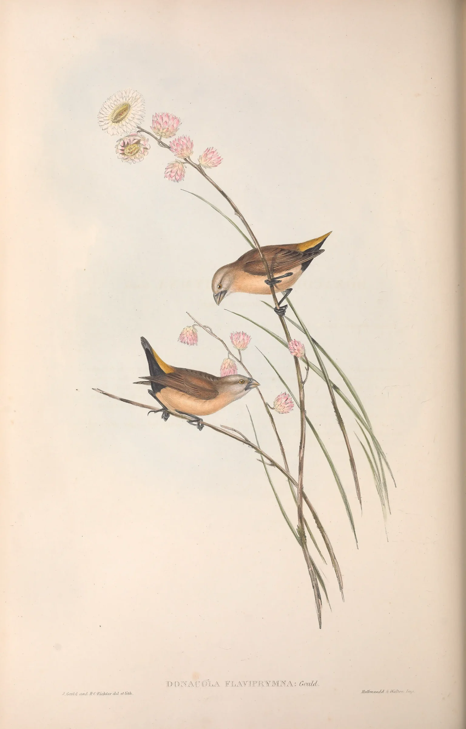 Historical bird plate: Yellow-rumped Mannikin