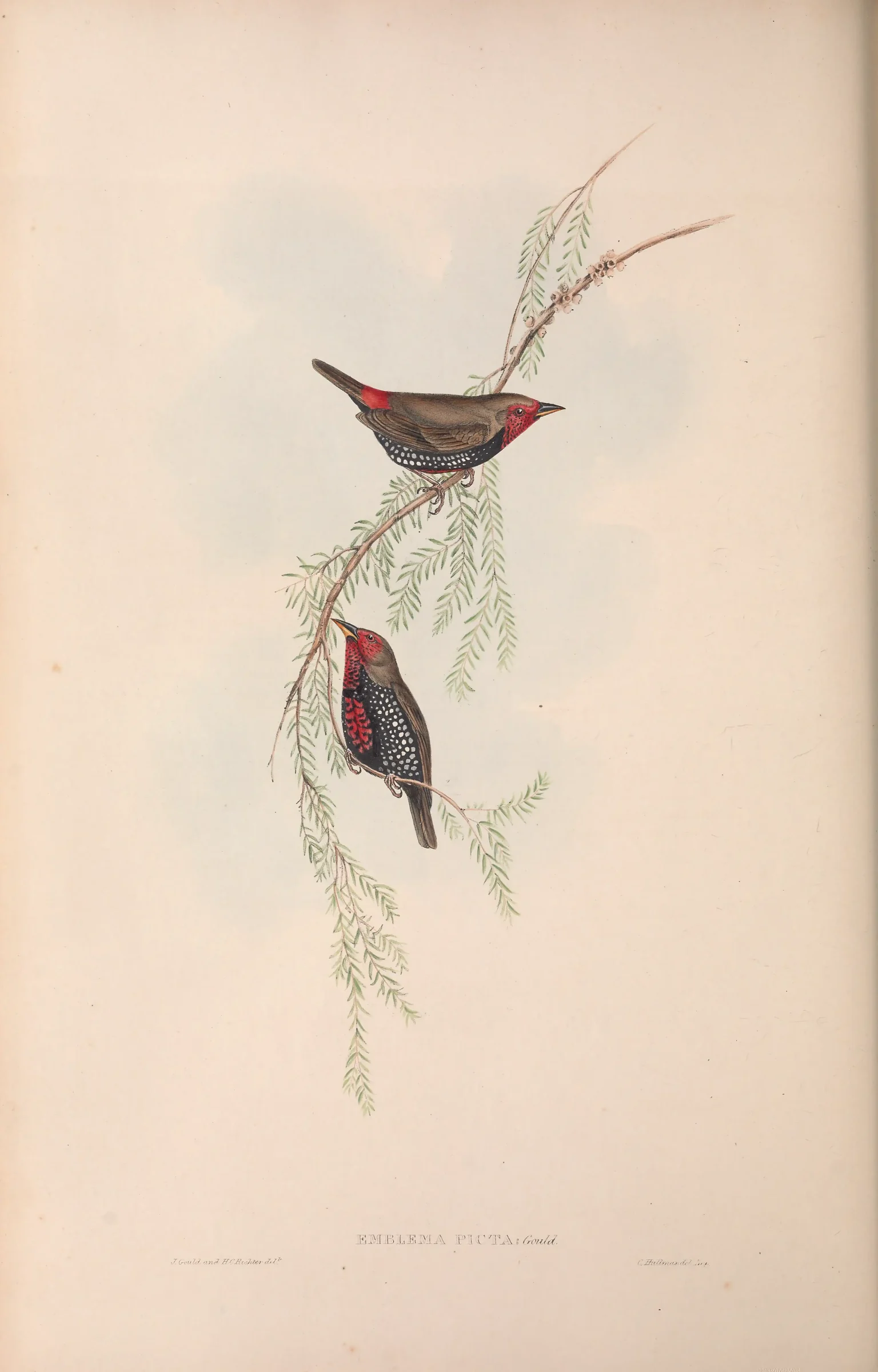 Historical bird plate: Painted Finch