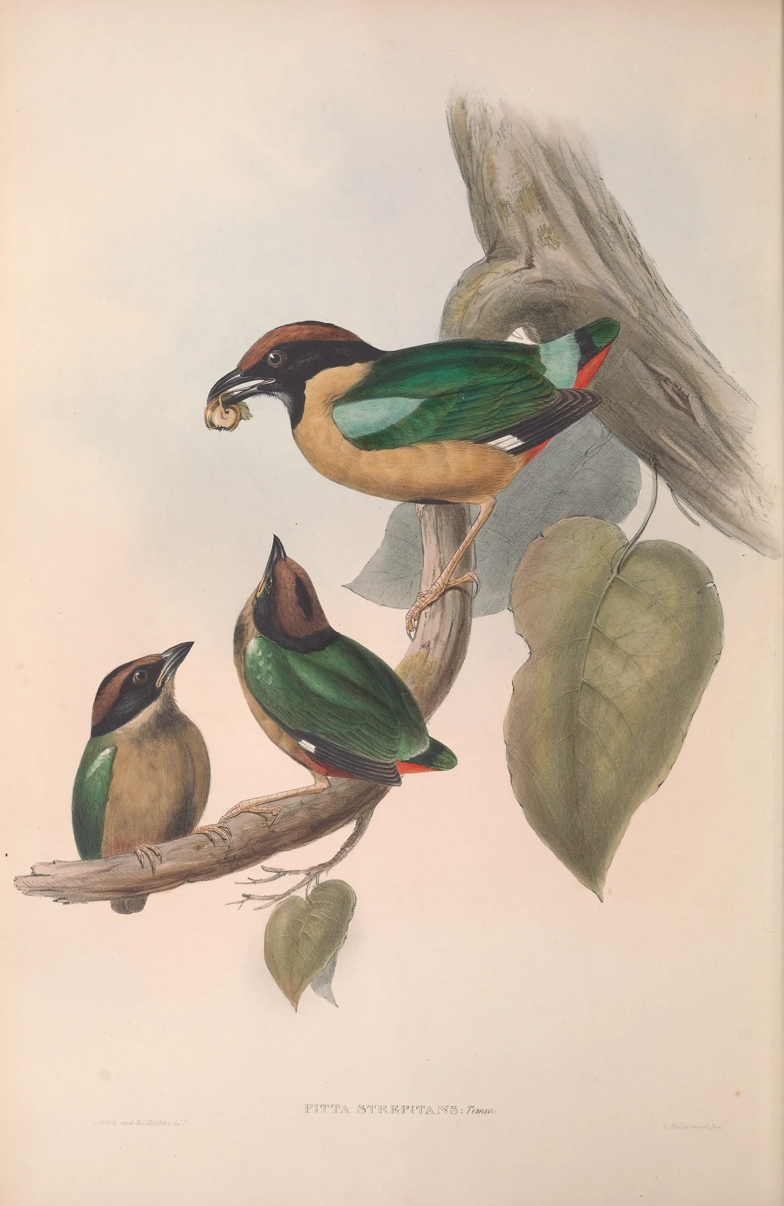 Historical bird plate: Noisy Pitta