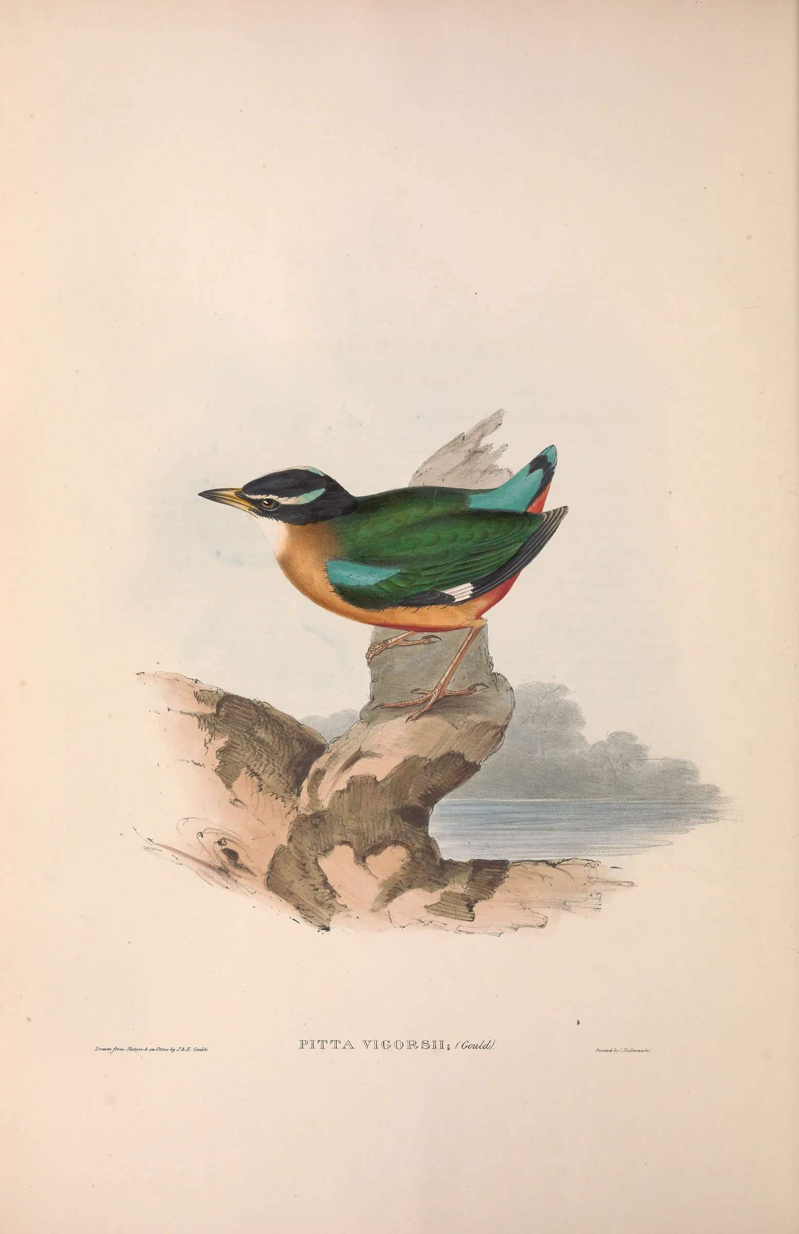 Historical bird plate: Noisy Pitta
