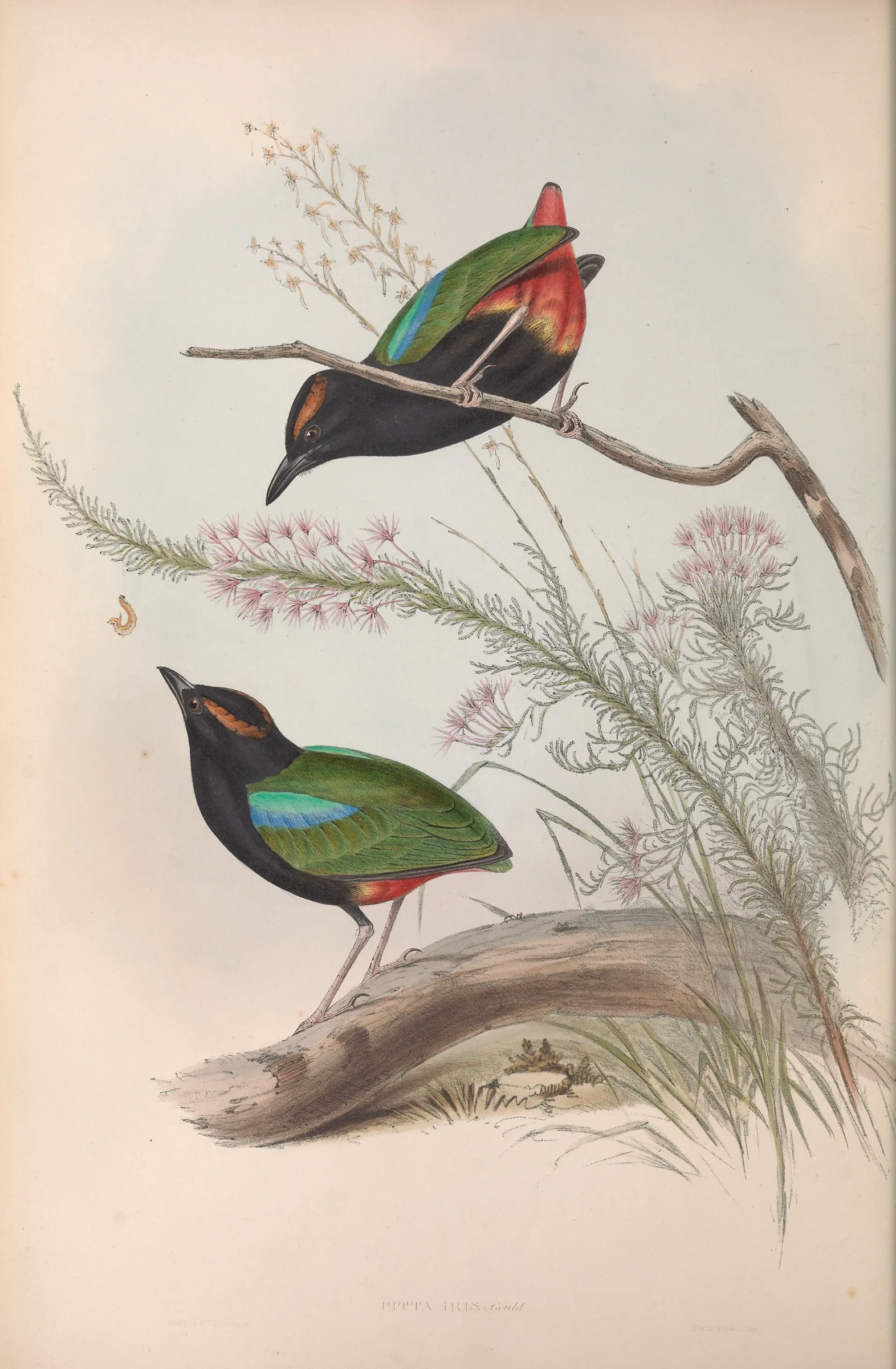 Historical bird plate: Rainbow Pitta
