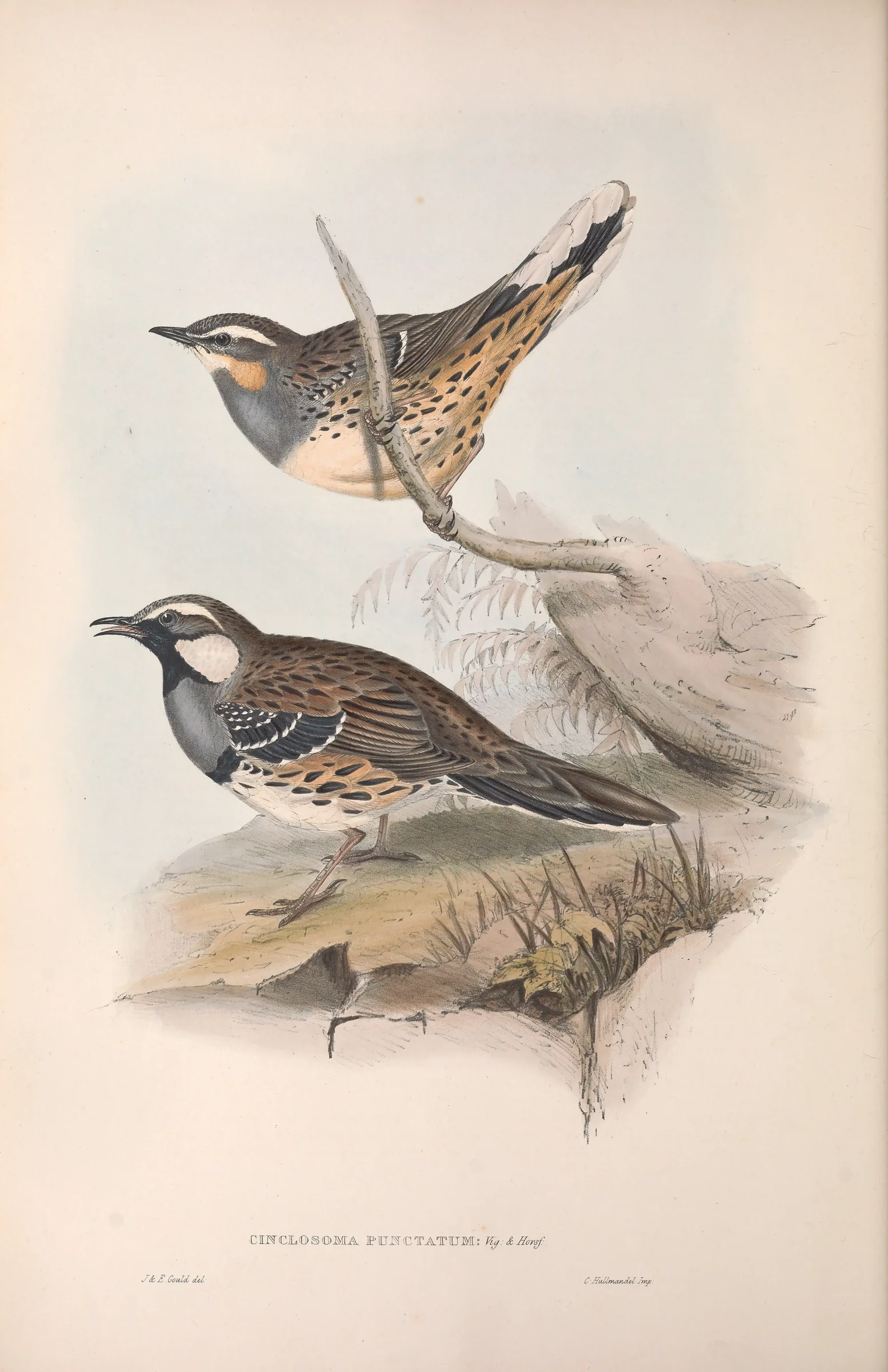 Historical bird plate: Spotted Quail-thrush