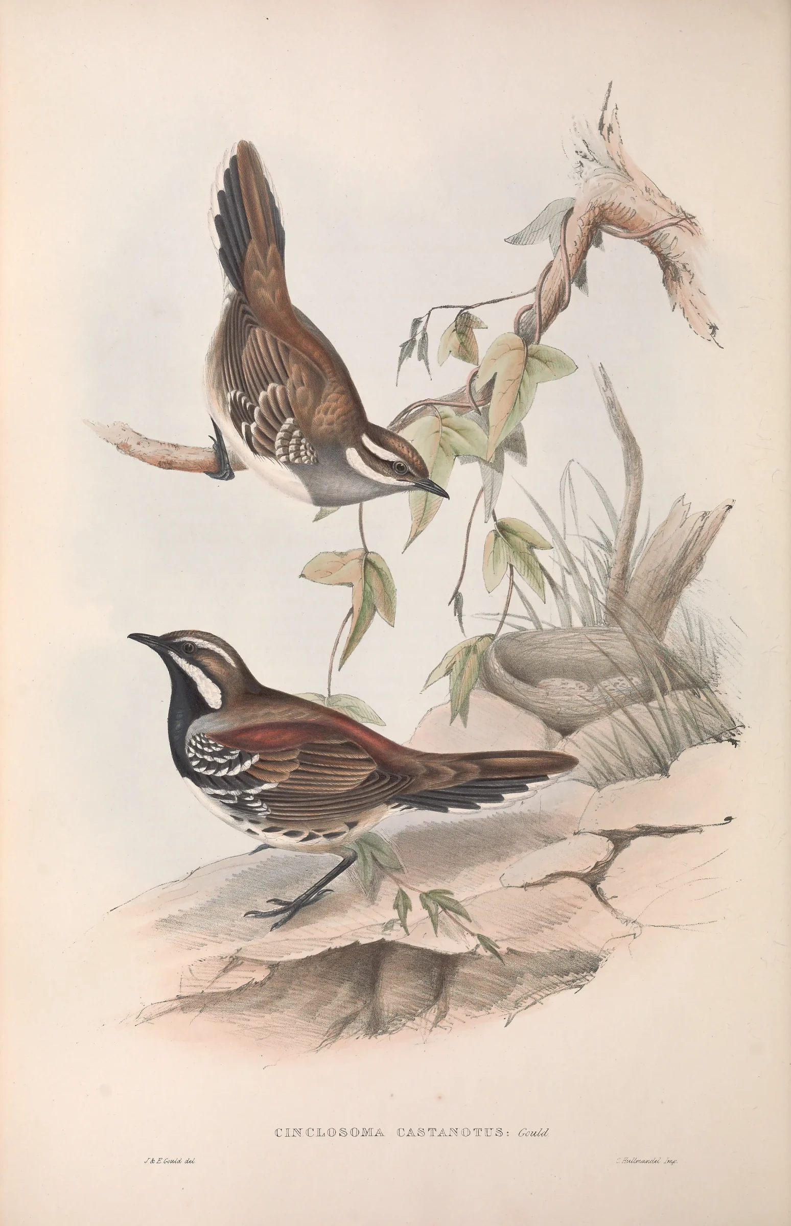 Historical bird plate: Chestnut Quail-thrush