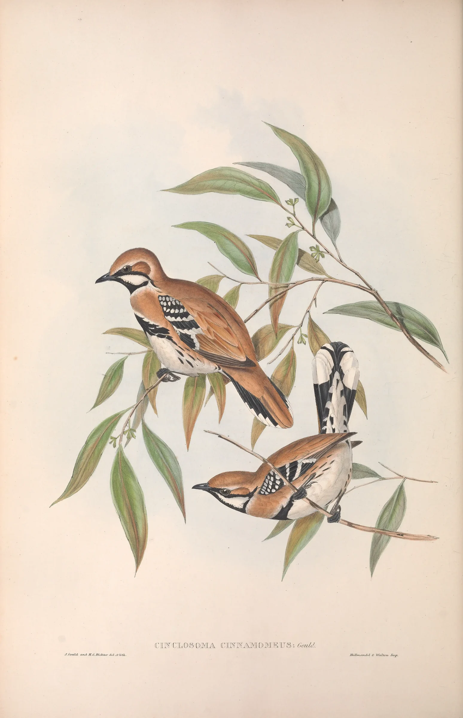 Historical bird plate: Cinnamon Quail-thrush