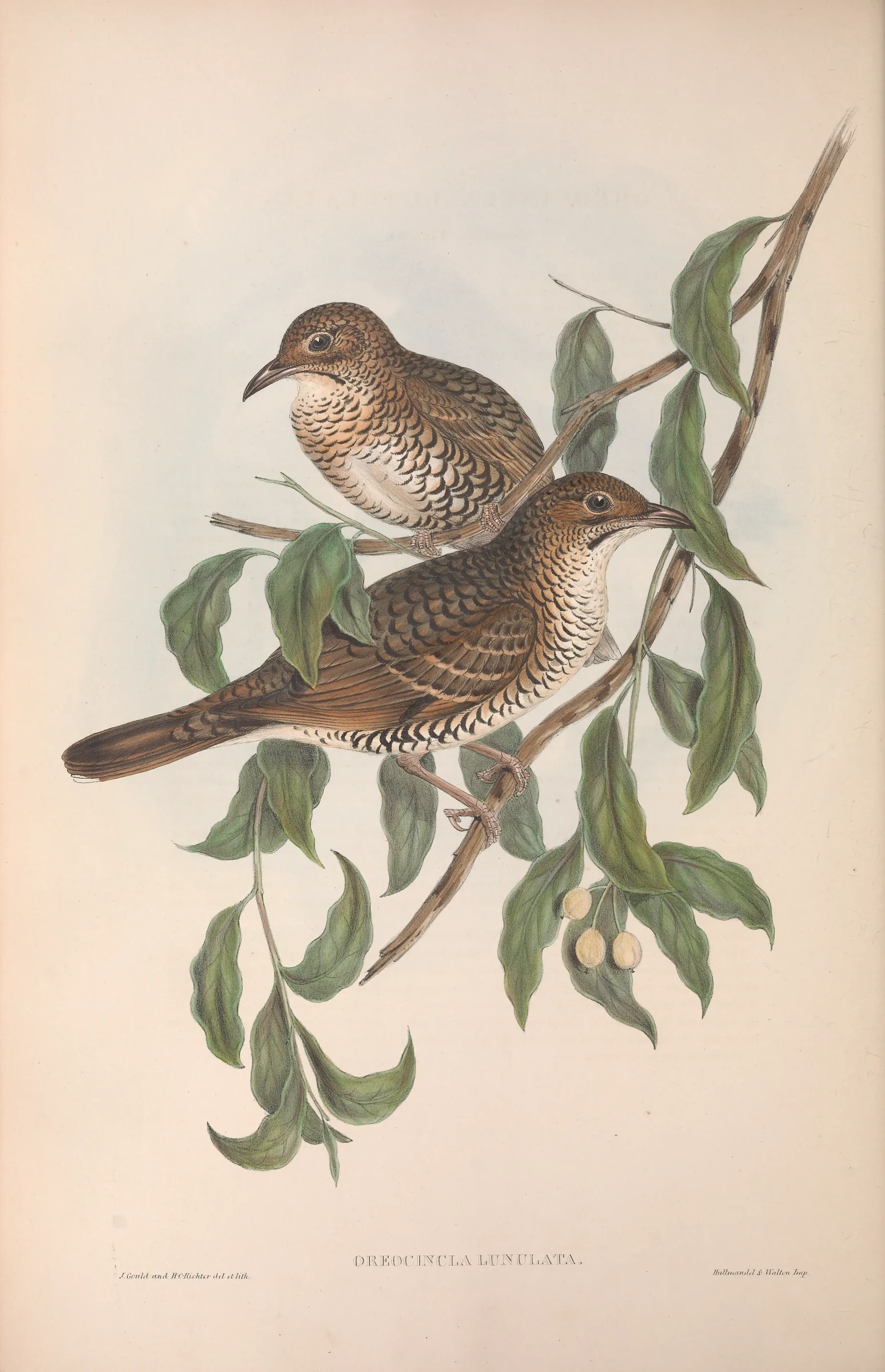 Historical bird plate: Bassian Thrush