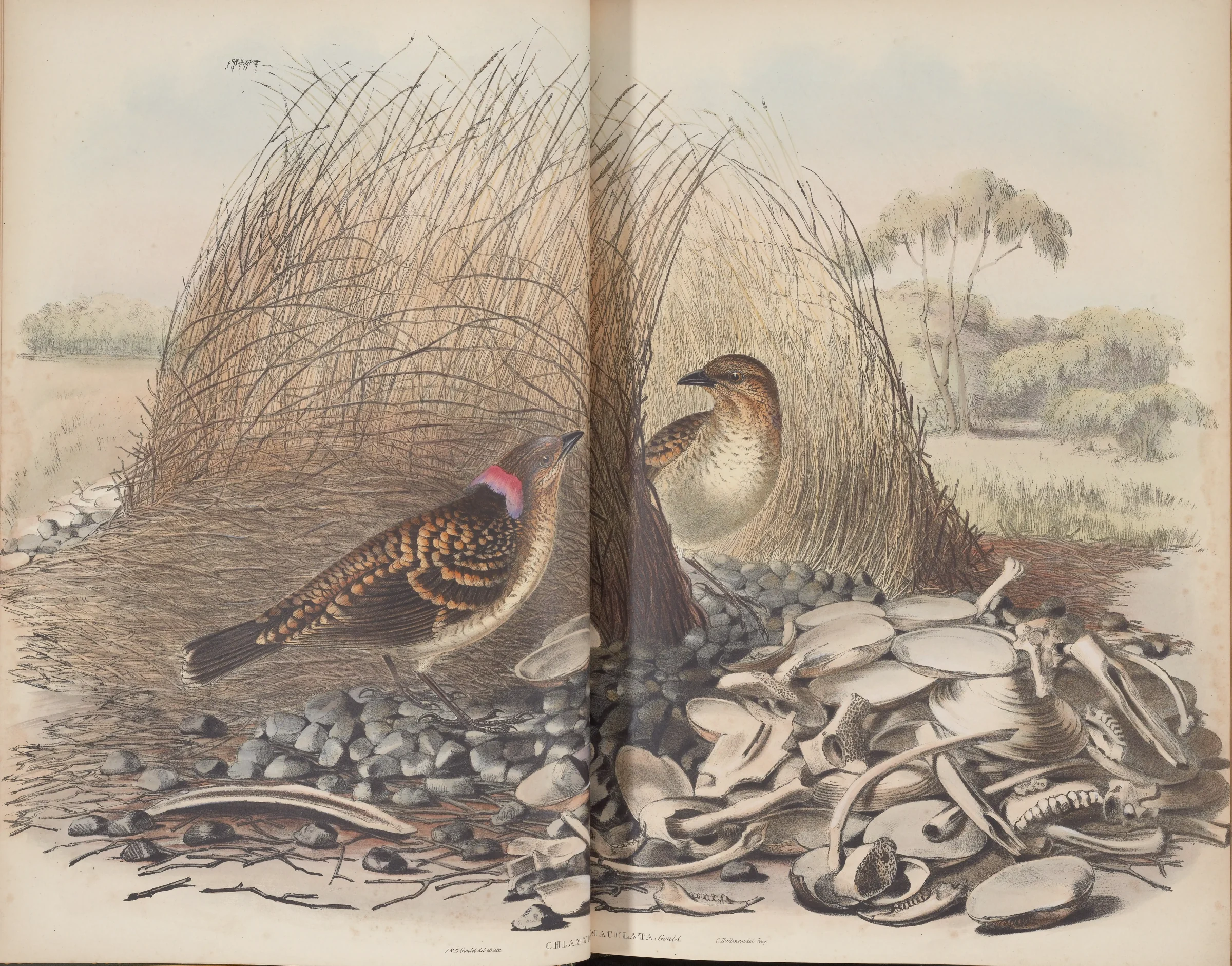 Historical bird plate: Spotted Bowerbird