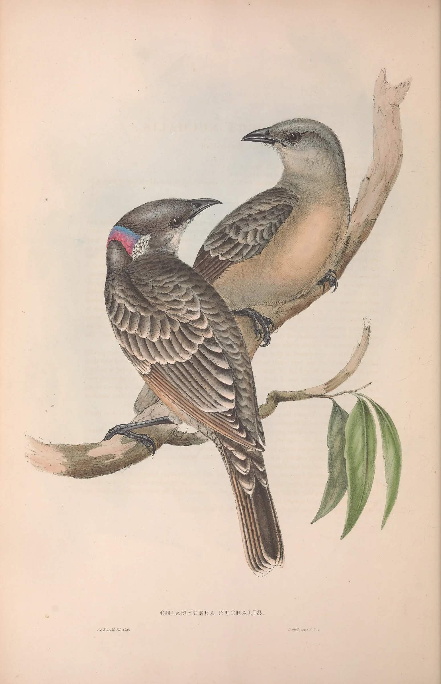 Historical bird plate: Great Bowerbird