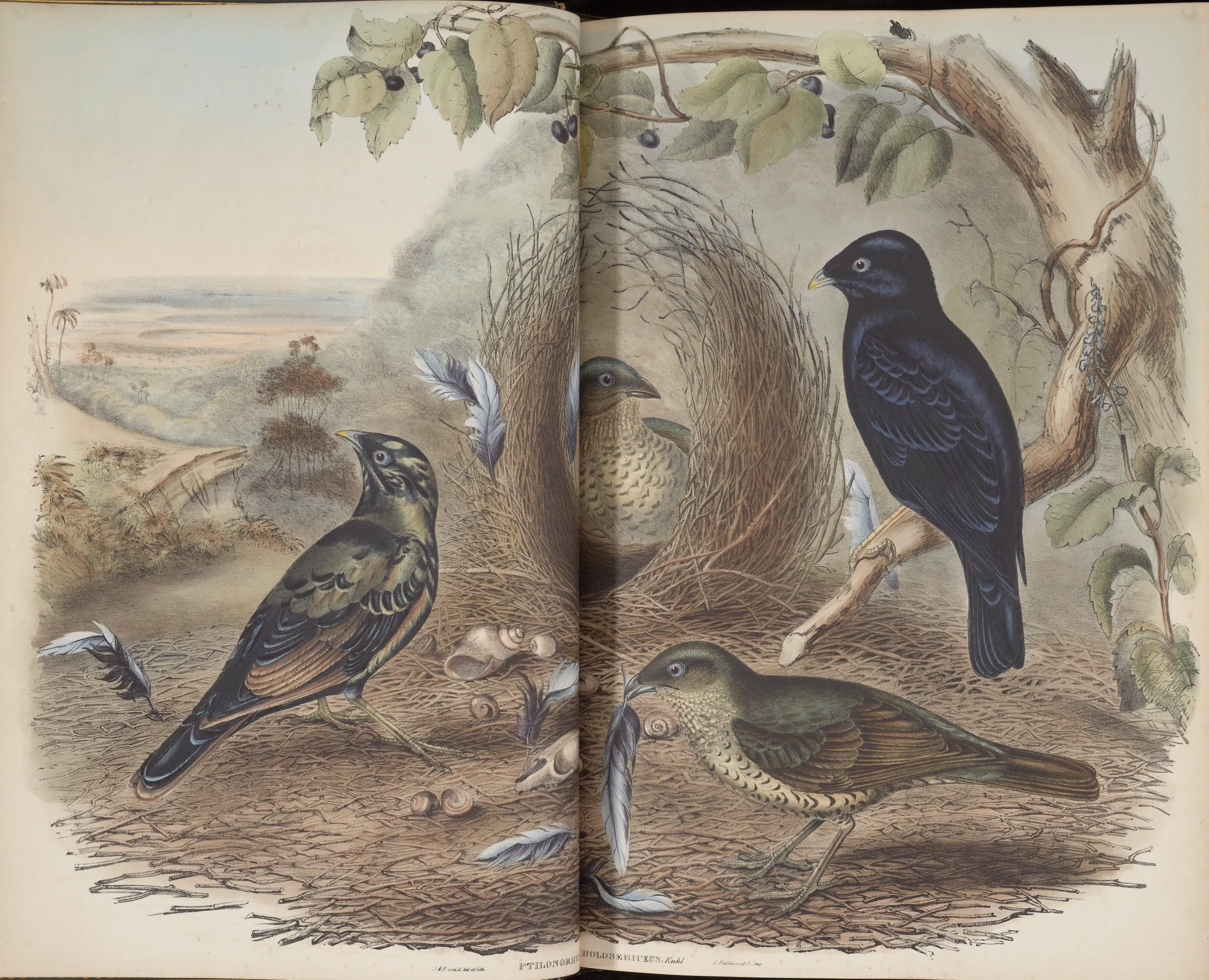Historical bird plate: Satin Bowerbird
