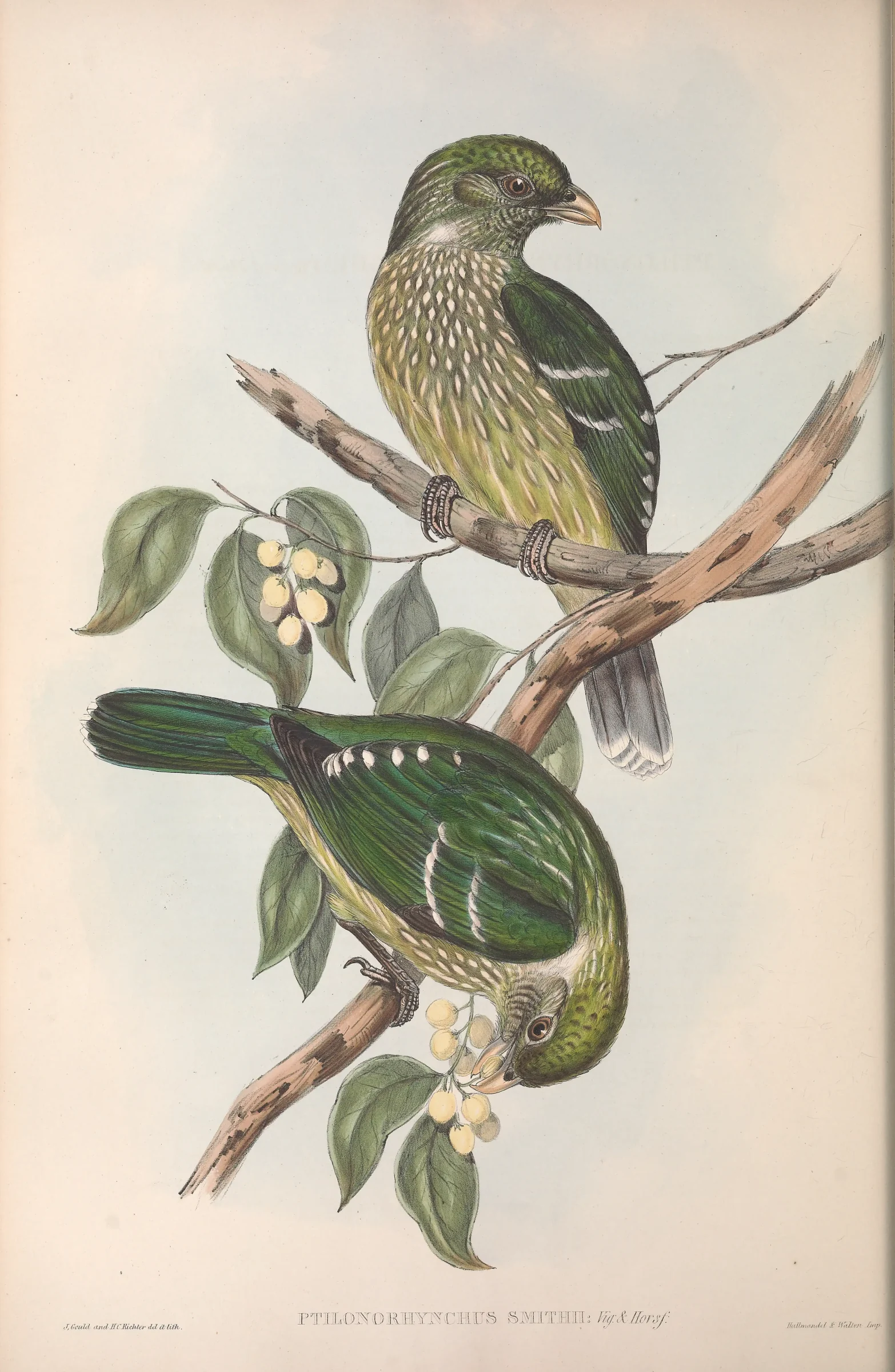Historical bird plate: Green Catbird