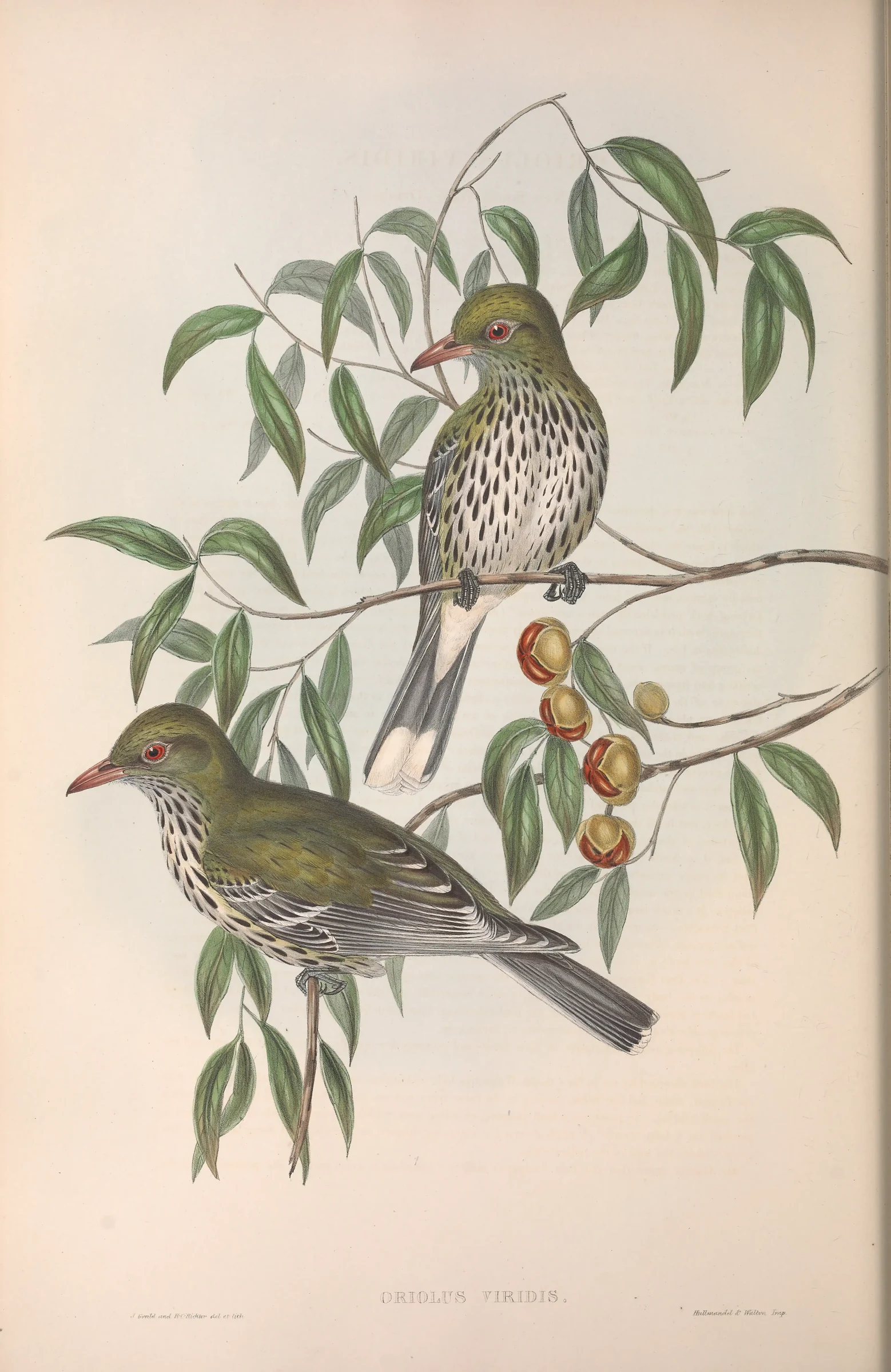 Historical bird plate: Olive-backed Oriole