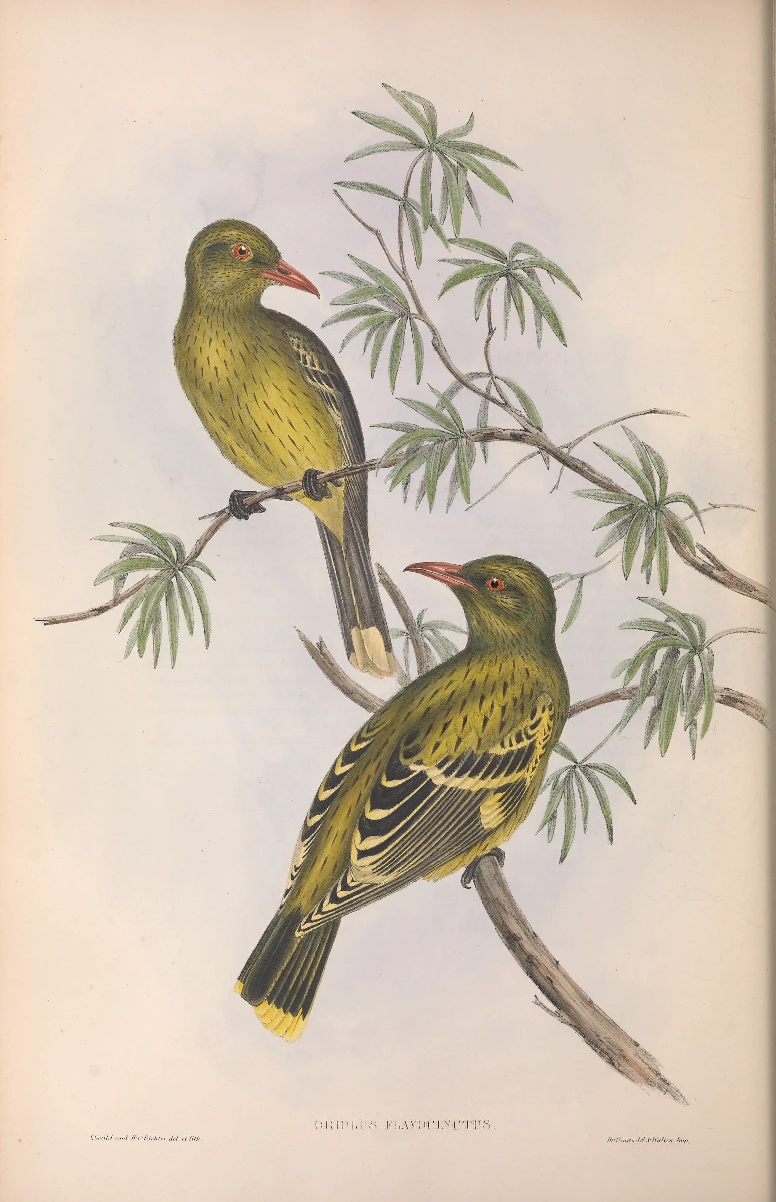 Historical bird plate: Green Oriole