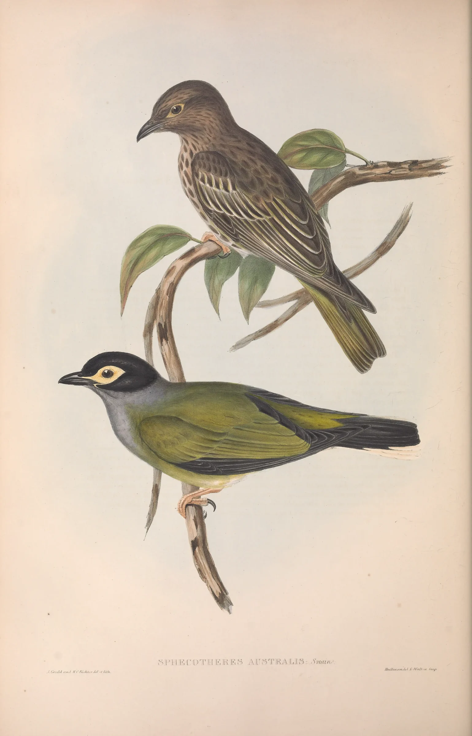 Historical bird plate: Australasian Figbird