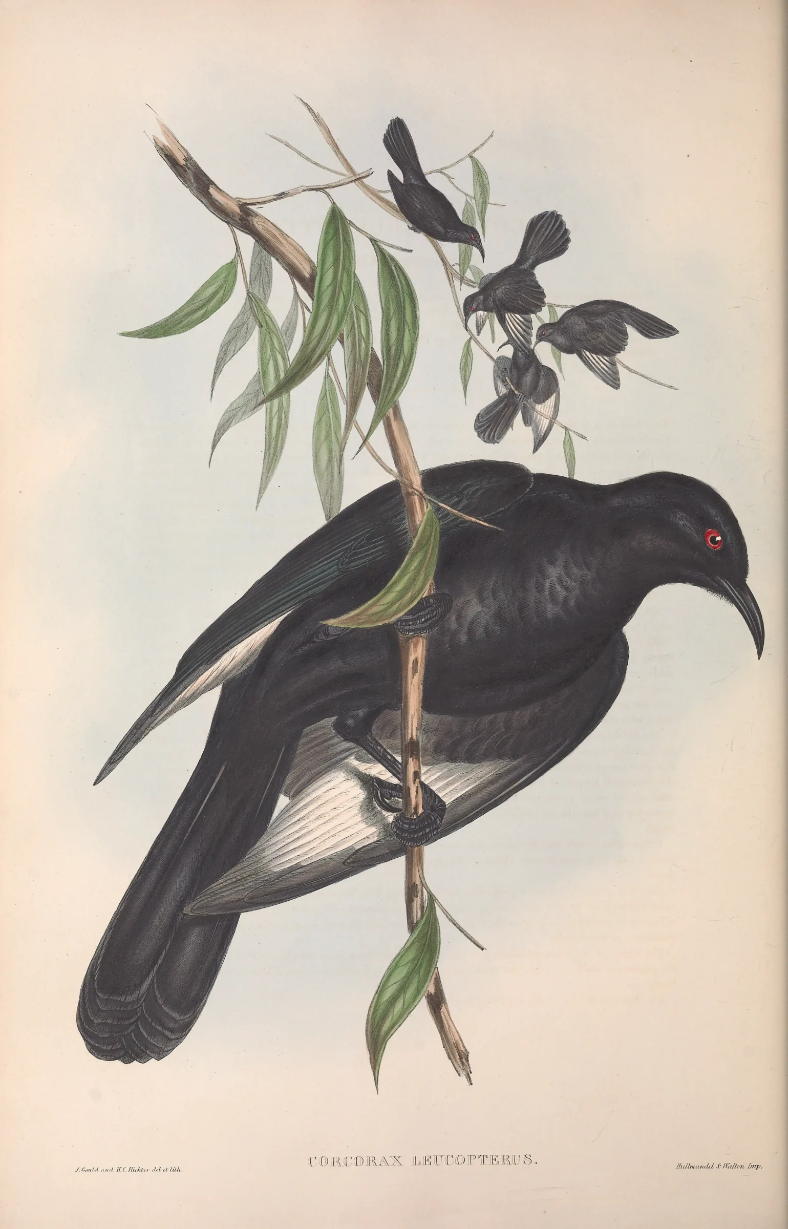 Historical bird plate: White-winged Chough