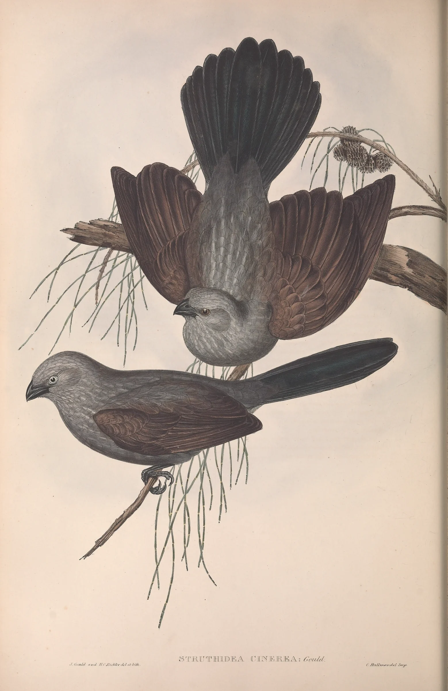 Historical bird plate: Apostlebird