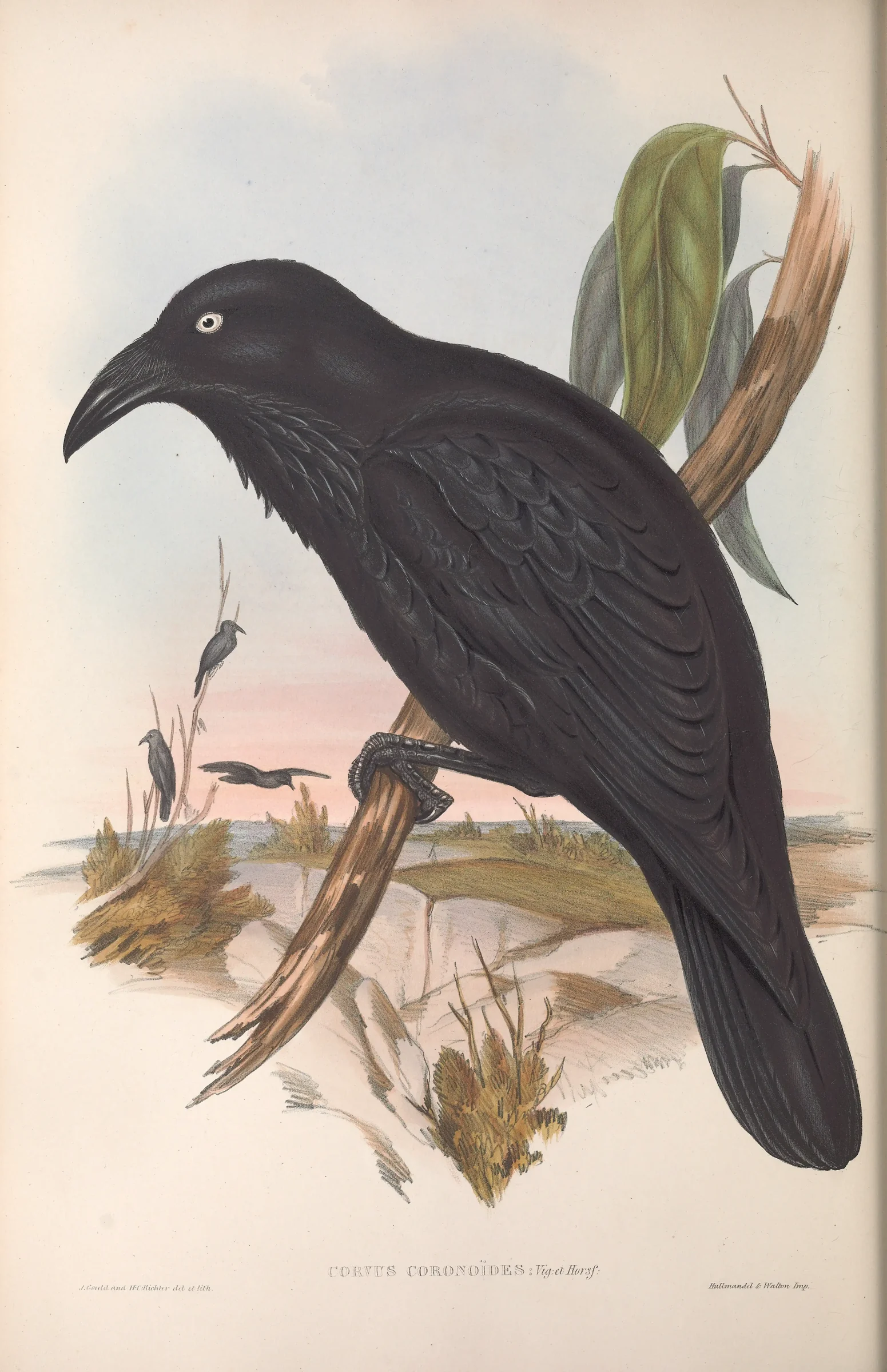 Historical bird plate: Australian Raven