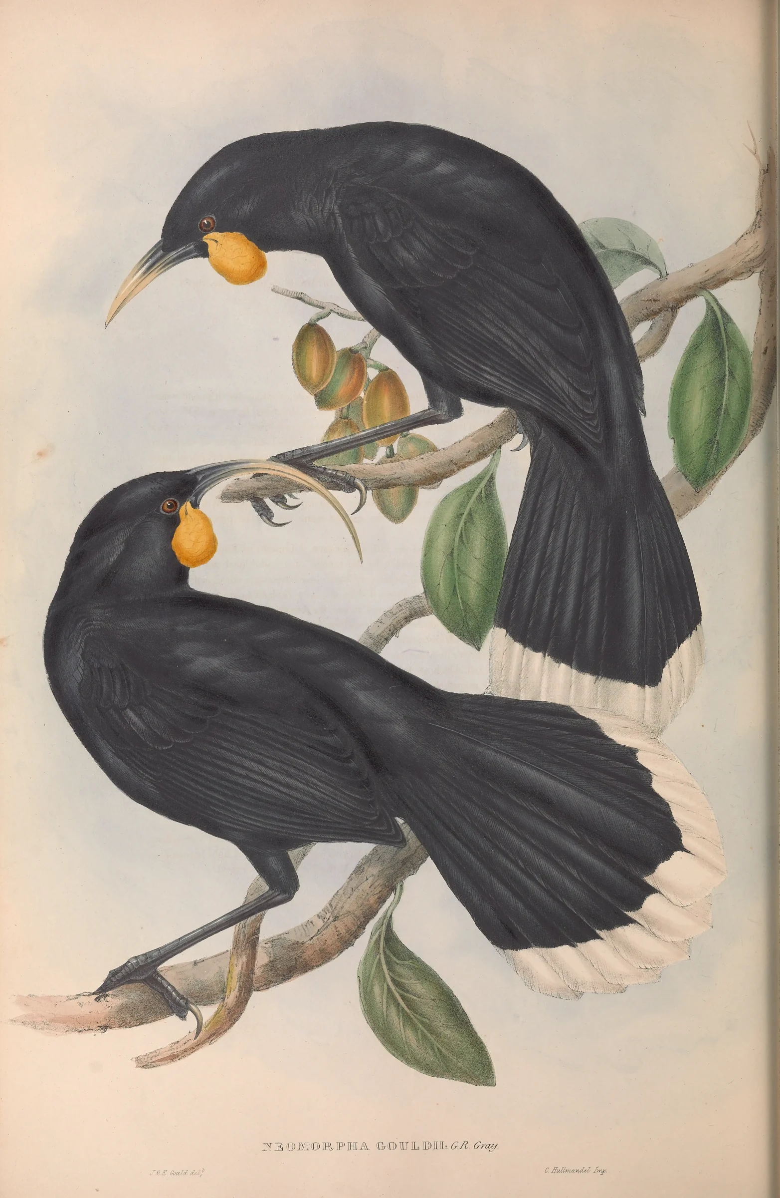 Historical bird plate: Huia
