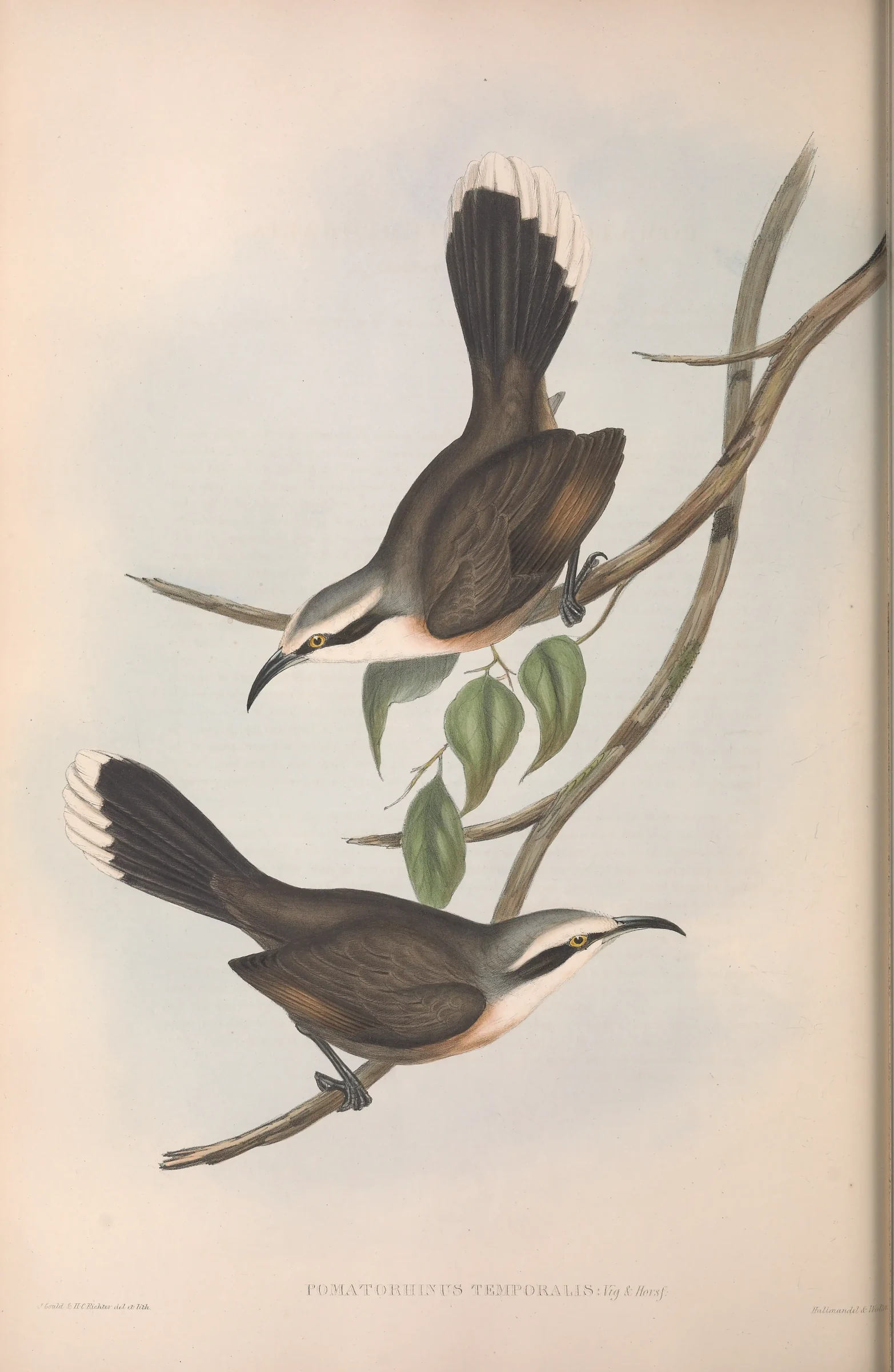 Historical bird plate: Grey-crowned Babbler