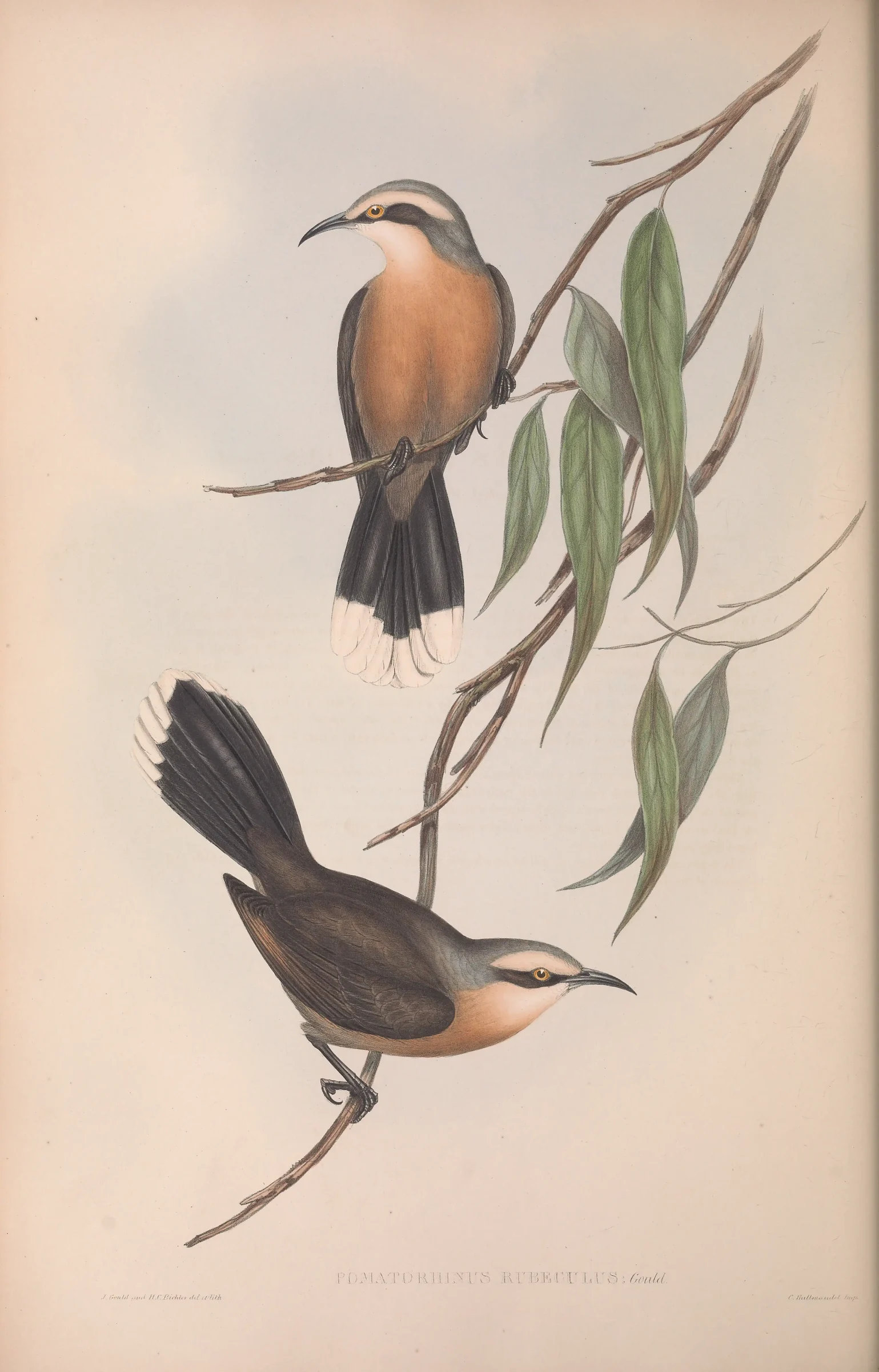 Historical bird plate: Grey-crowned Babbler