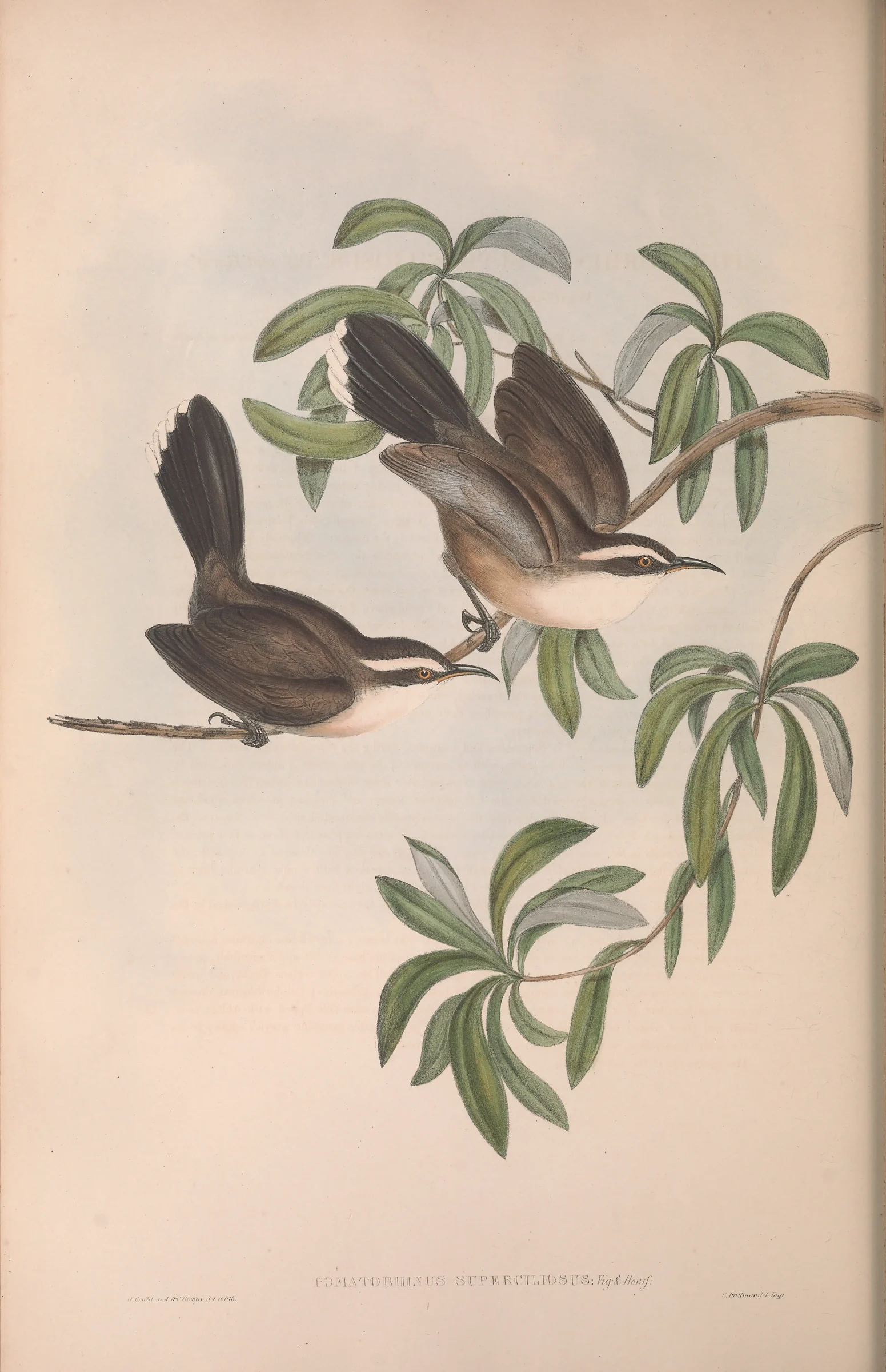 Historical bird plate: White-browed Babbler
