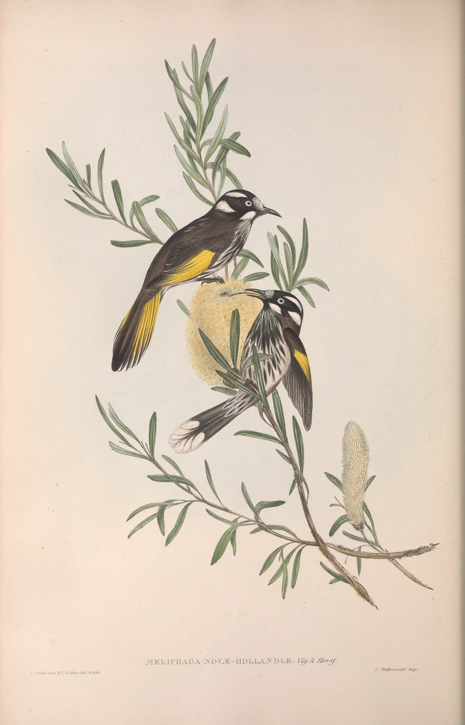 Historical bird plate: New Holland Honeyeater