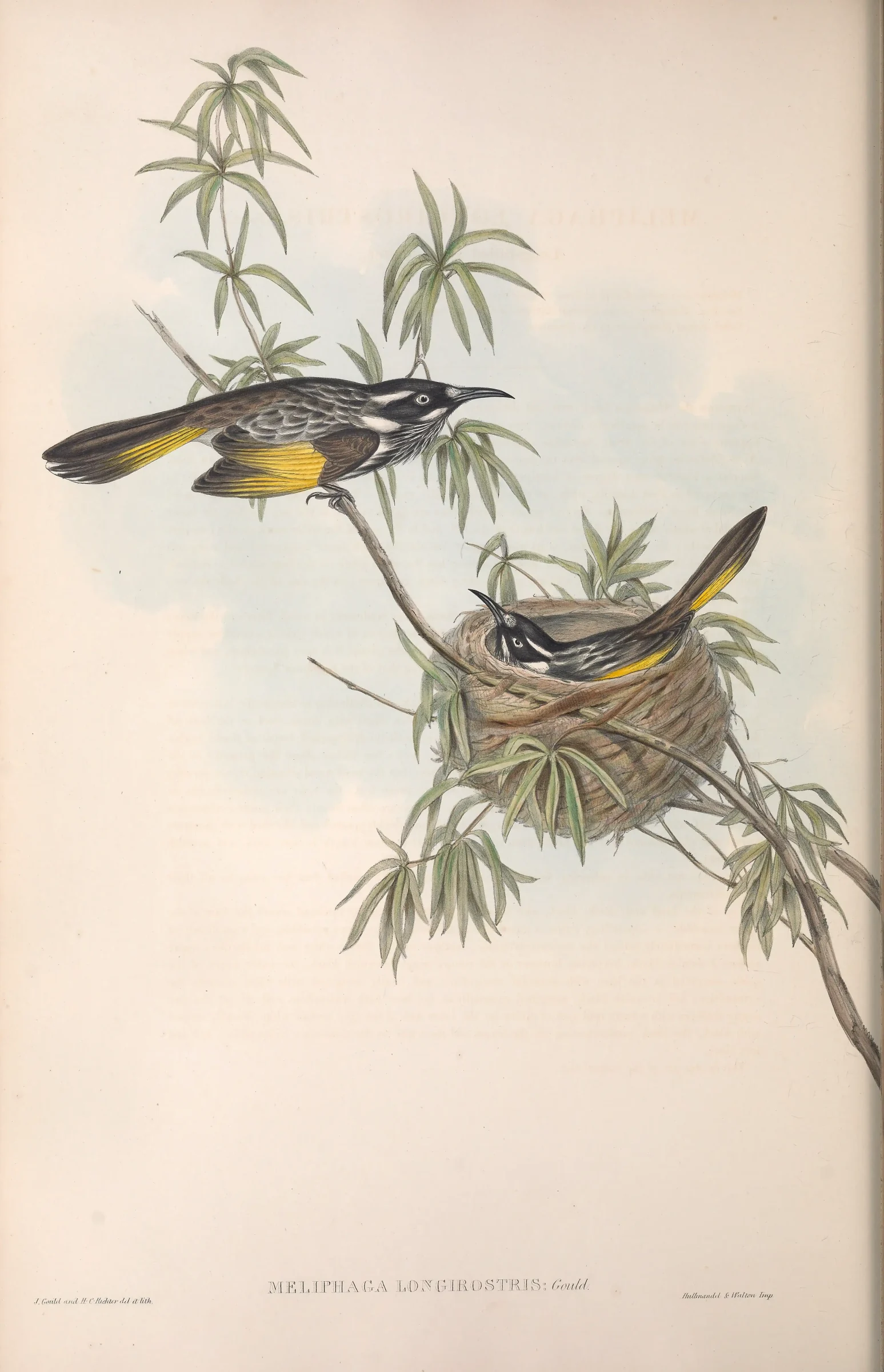 Historical bird plate: New Holland Honeyeater