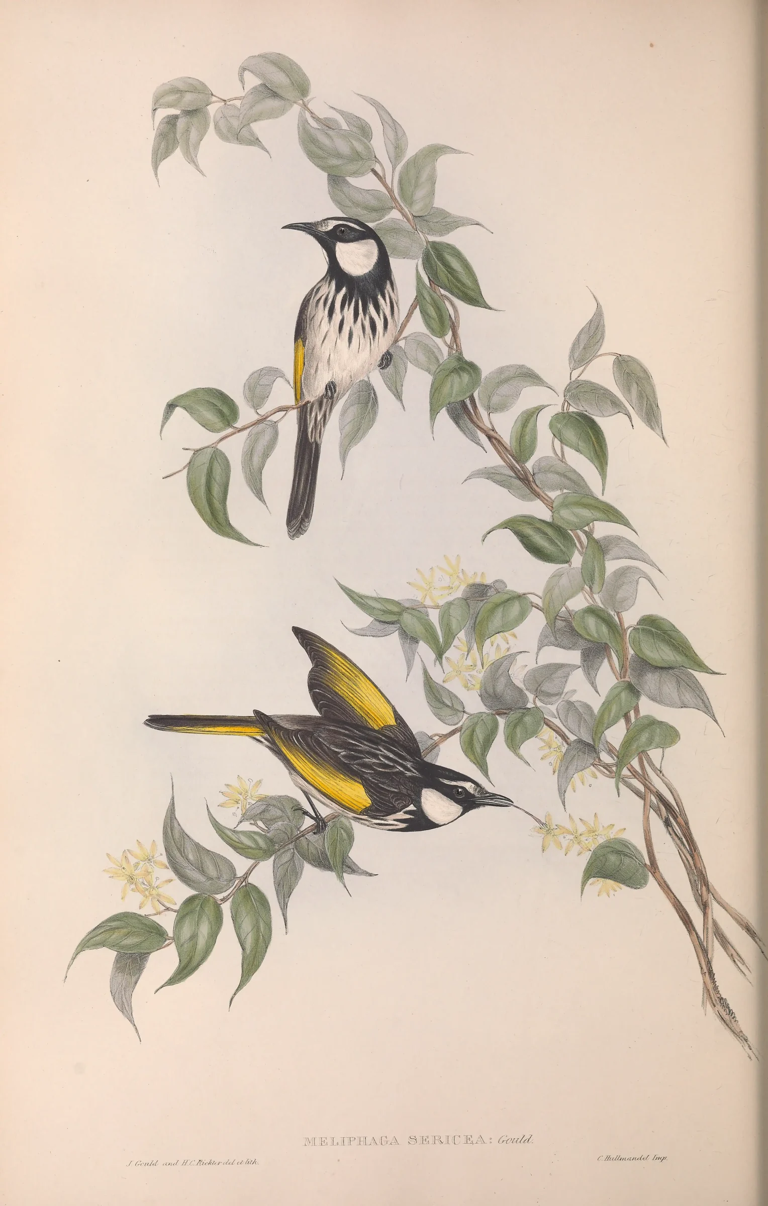 Historical bird plate: White-cheeked Honeyeater