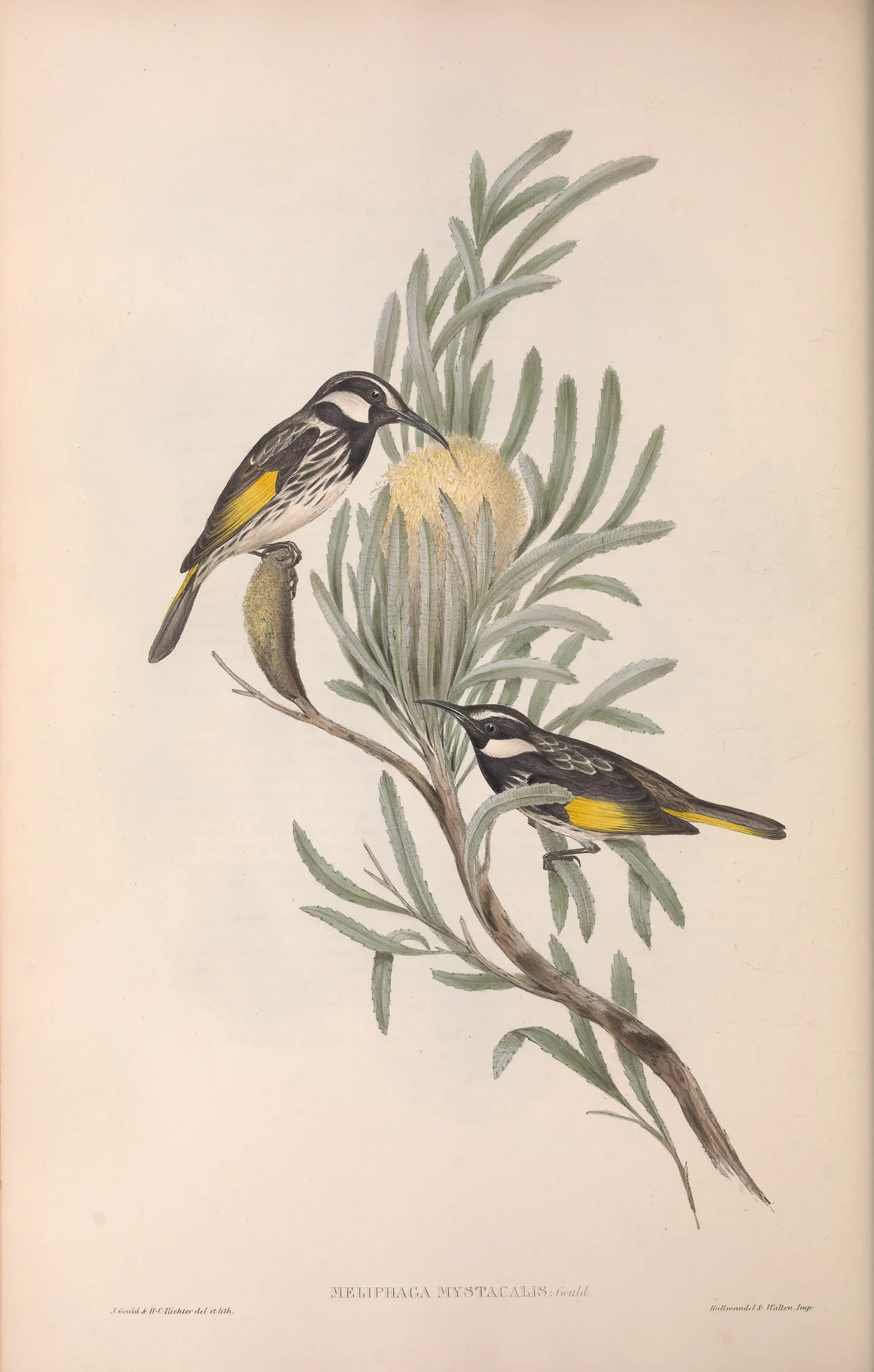 Historical bird plate: White-cheeked Honeyeater