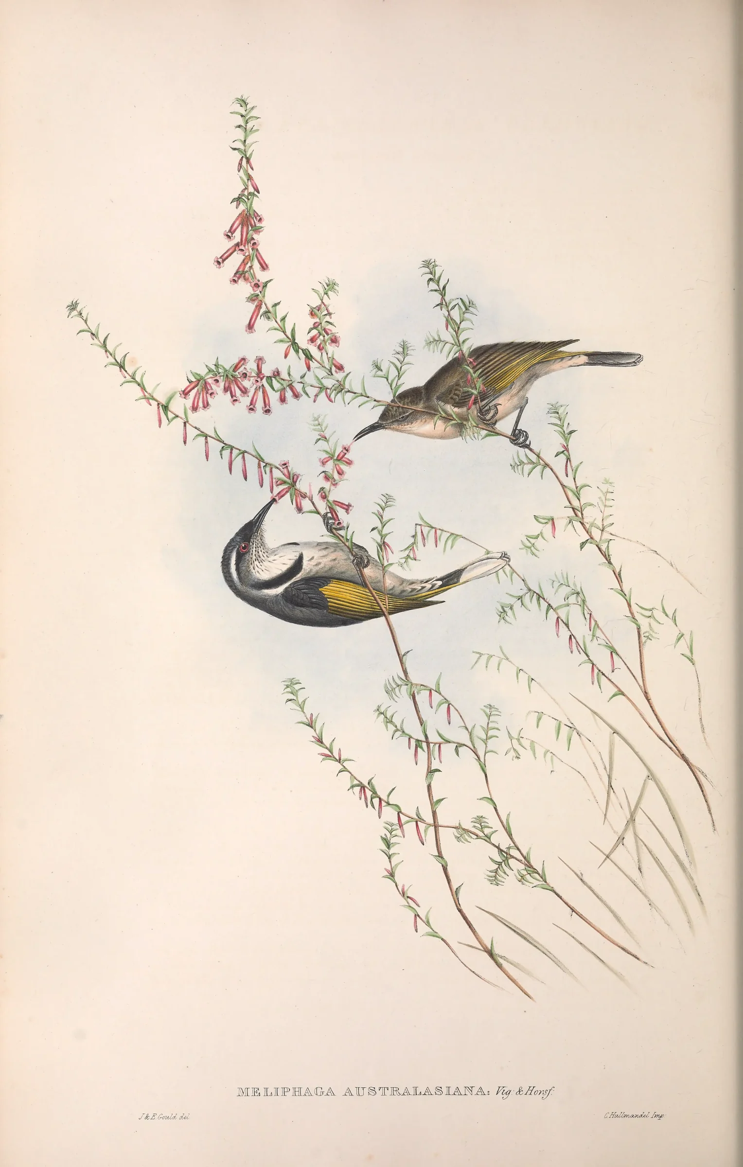Historical bird plate: Crescent Honeyeater