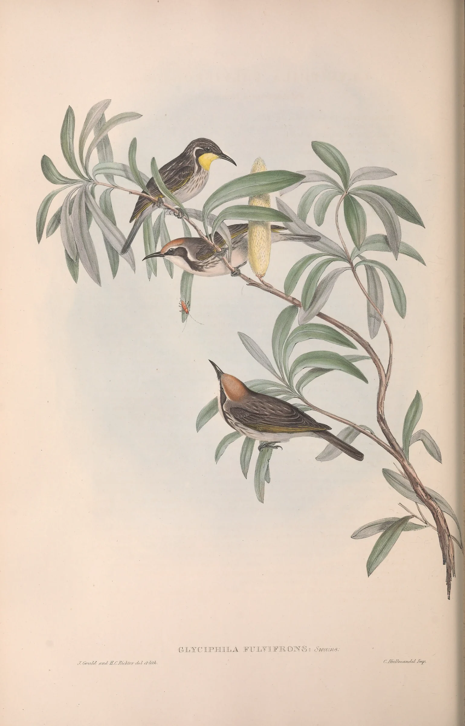 Historical bird plate: Tawny-crowned Honeyeater