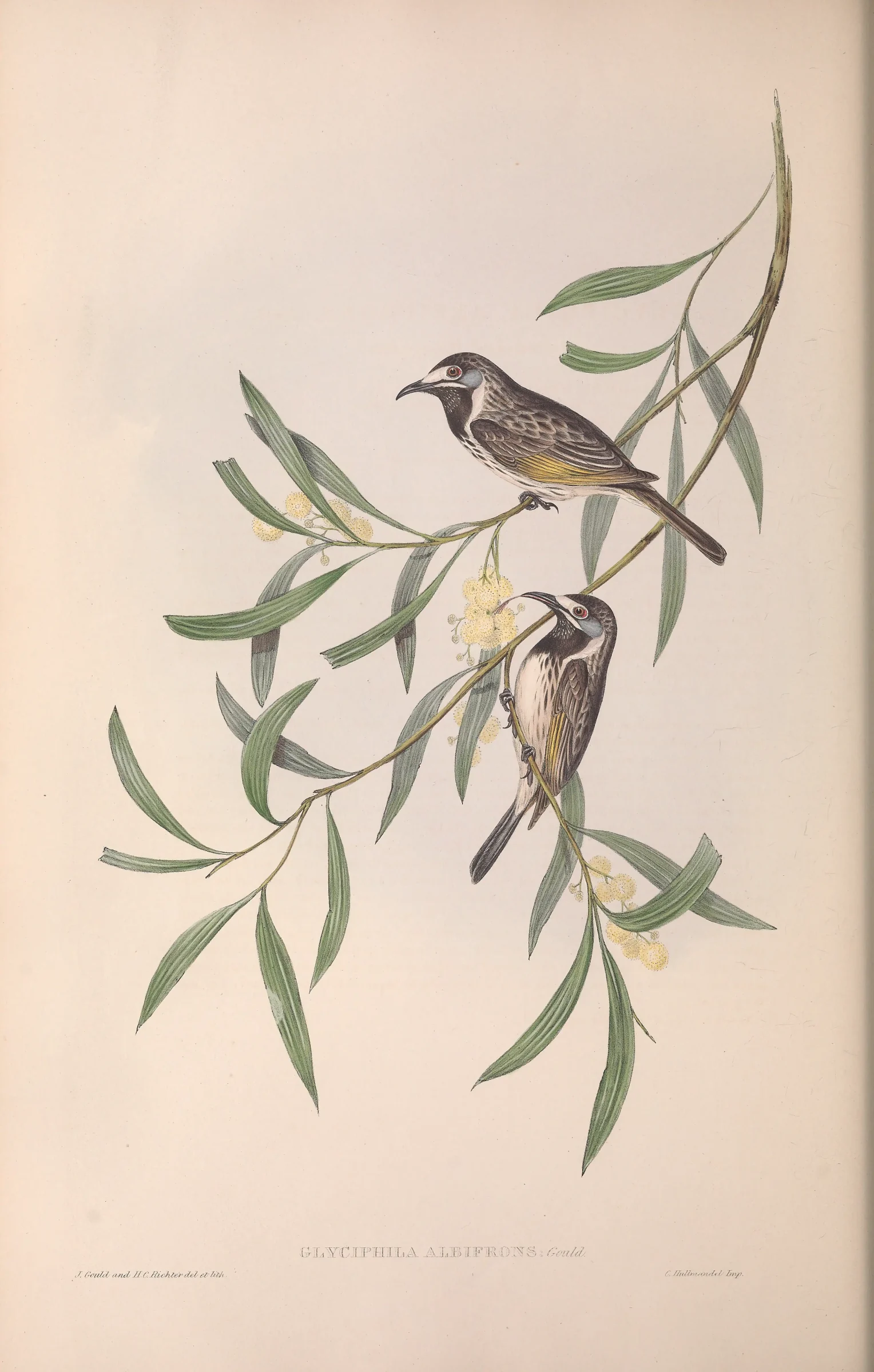Historical bird plate: White-fronted Honeyeater