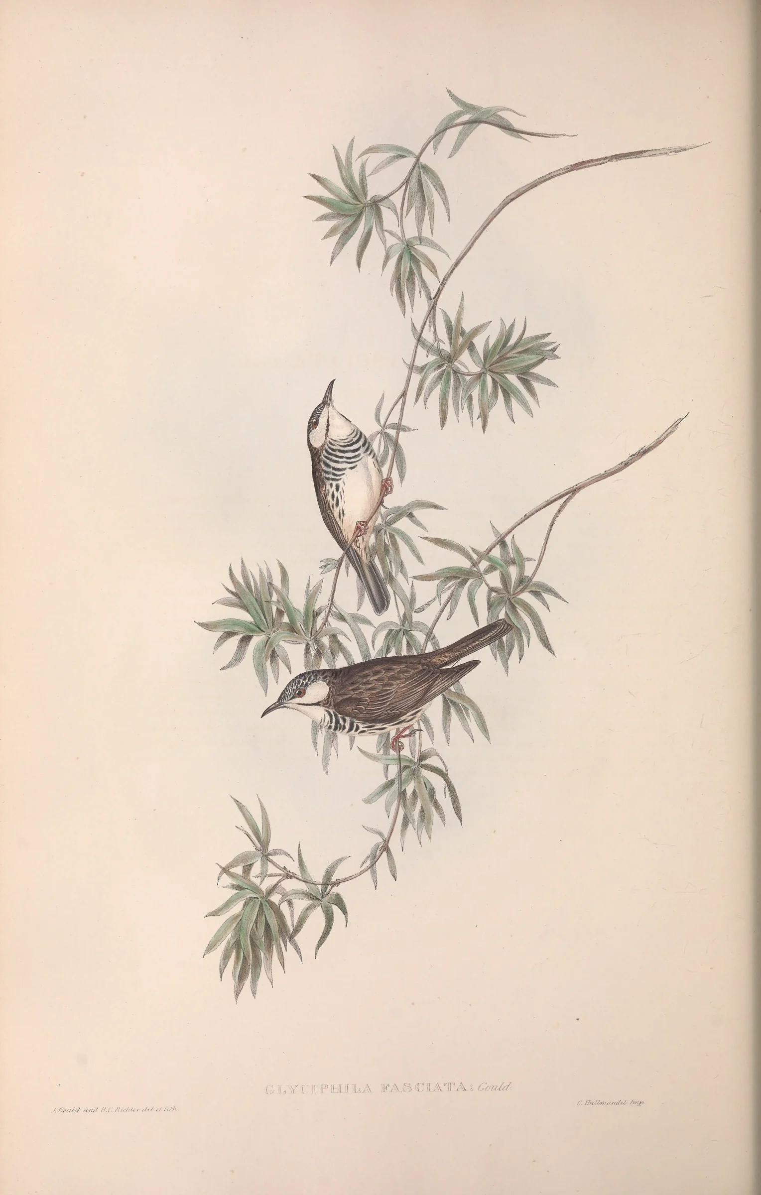 Historical bird plate: Bar-breasted Honeyeater
