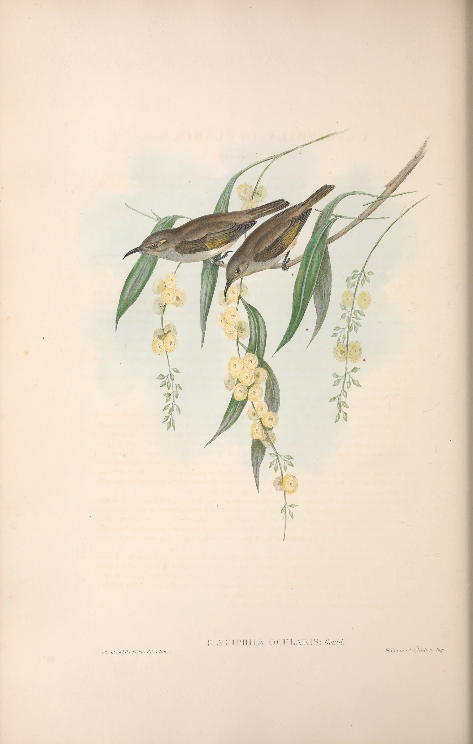 Historical bird plate: Brown Honeyeater