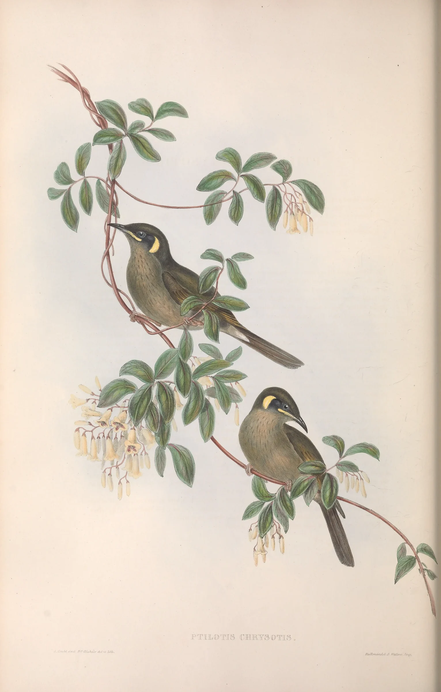 Historical bird plate: Lewin's Honeyeater