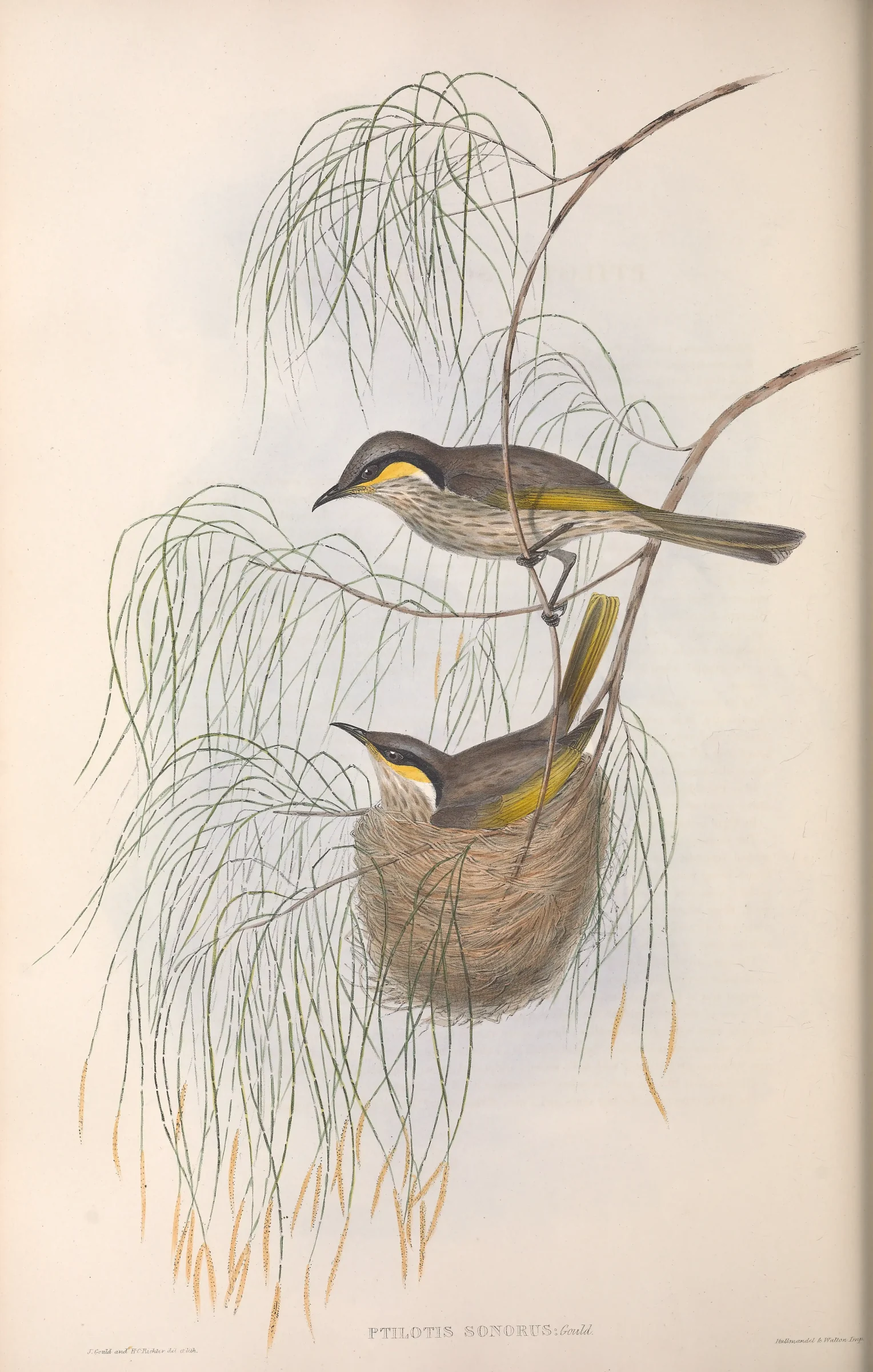 Historical bird plate: Singing Honeyeater