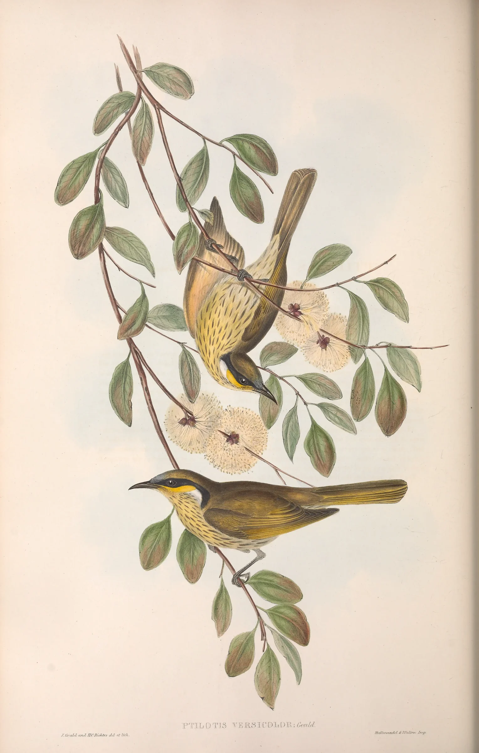 Historical bird plate: Varied Honeyeater
