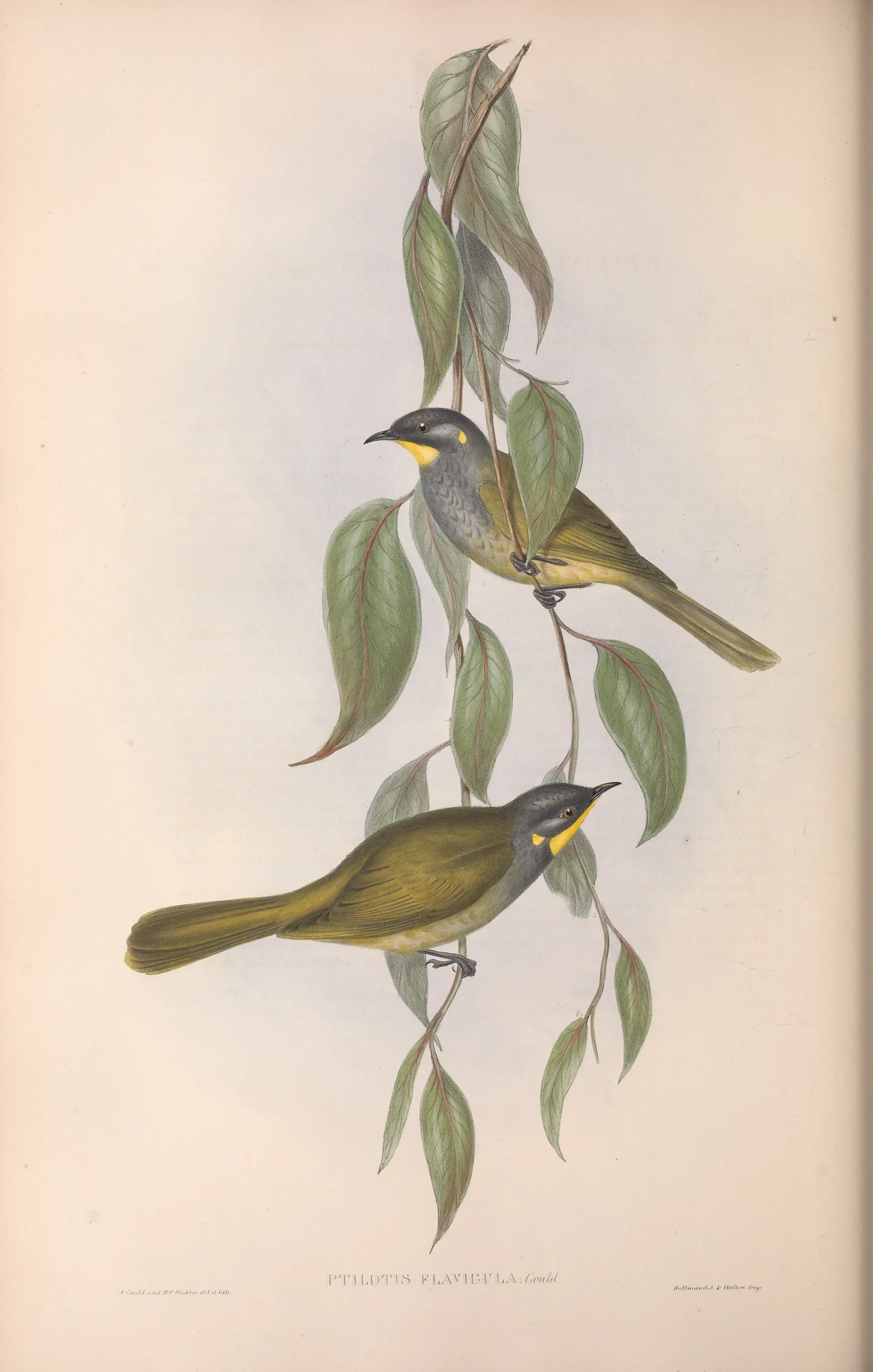 Historical bird plate: Yellow-throated Honeyeater