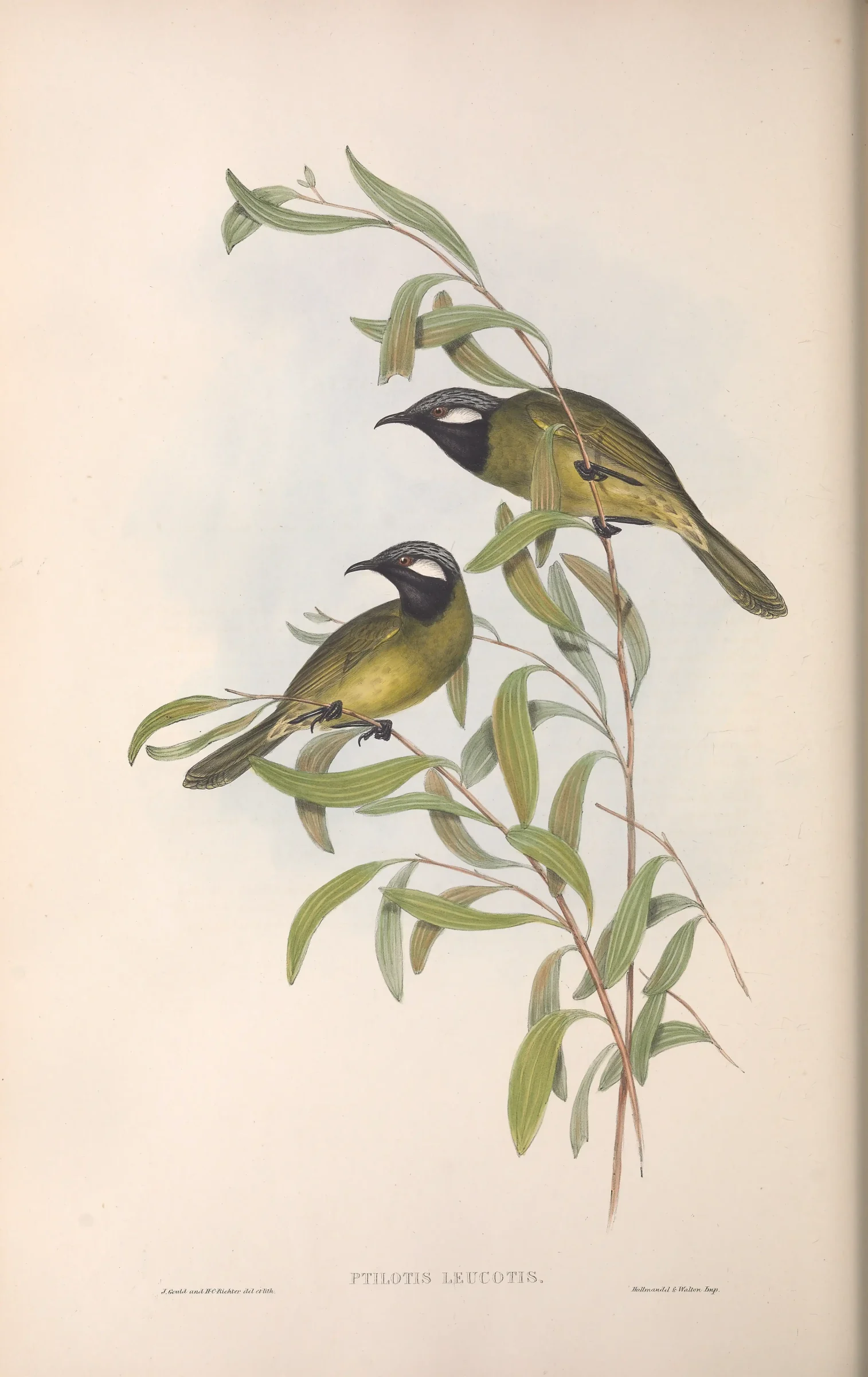 Historical bird plate: White-eared Honeyeater