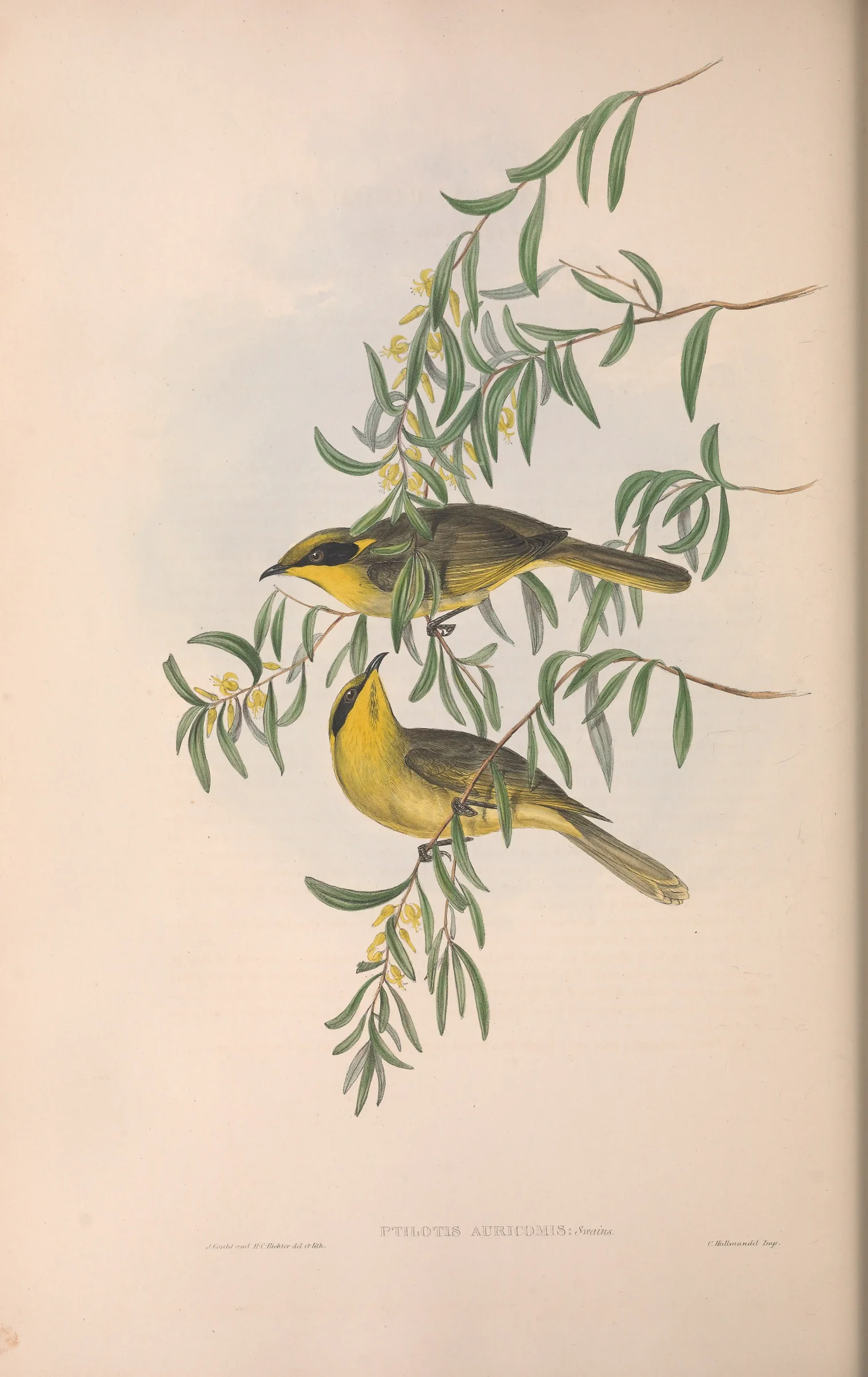 Historical bird plate: Yellow-tufted Honeyeater