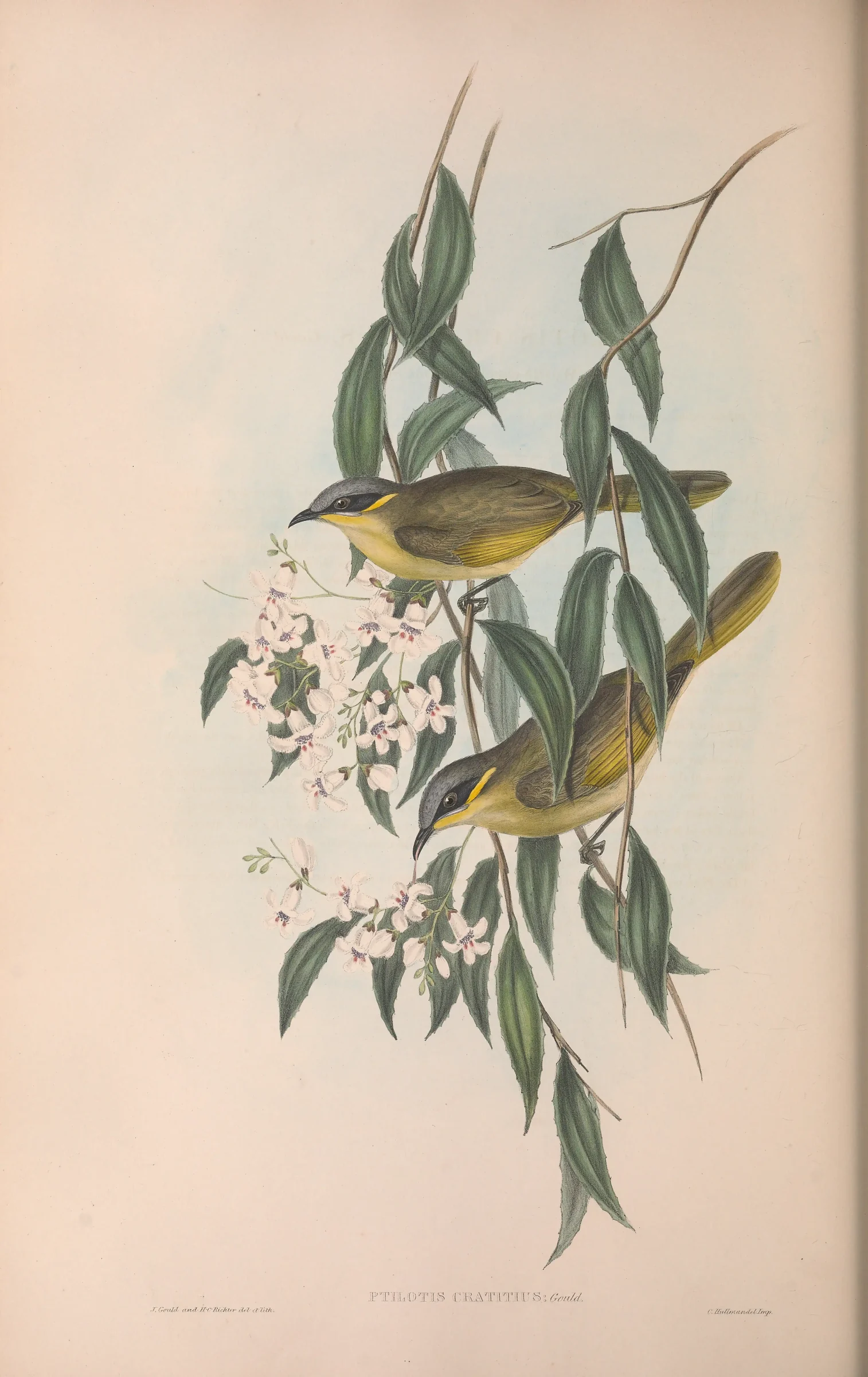 Historical bird plate: Purple-gaped Honeyeater