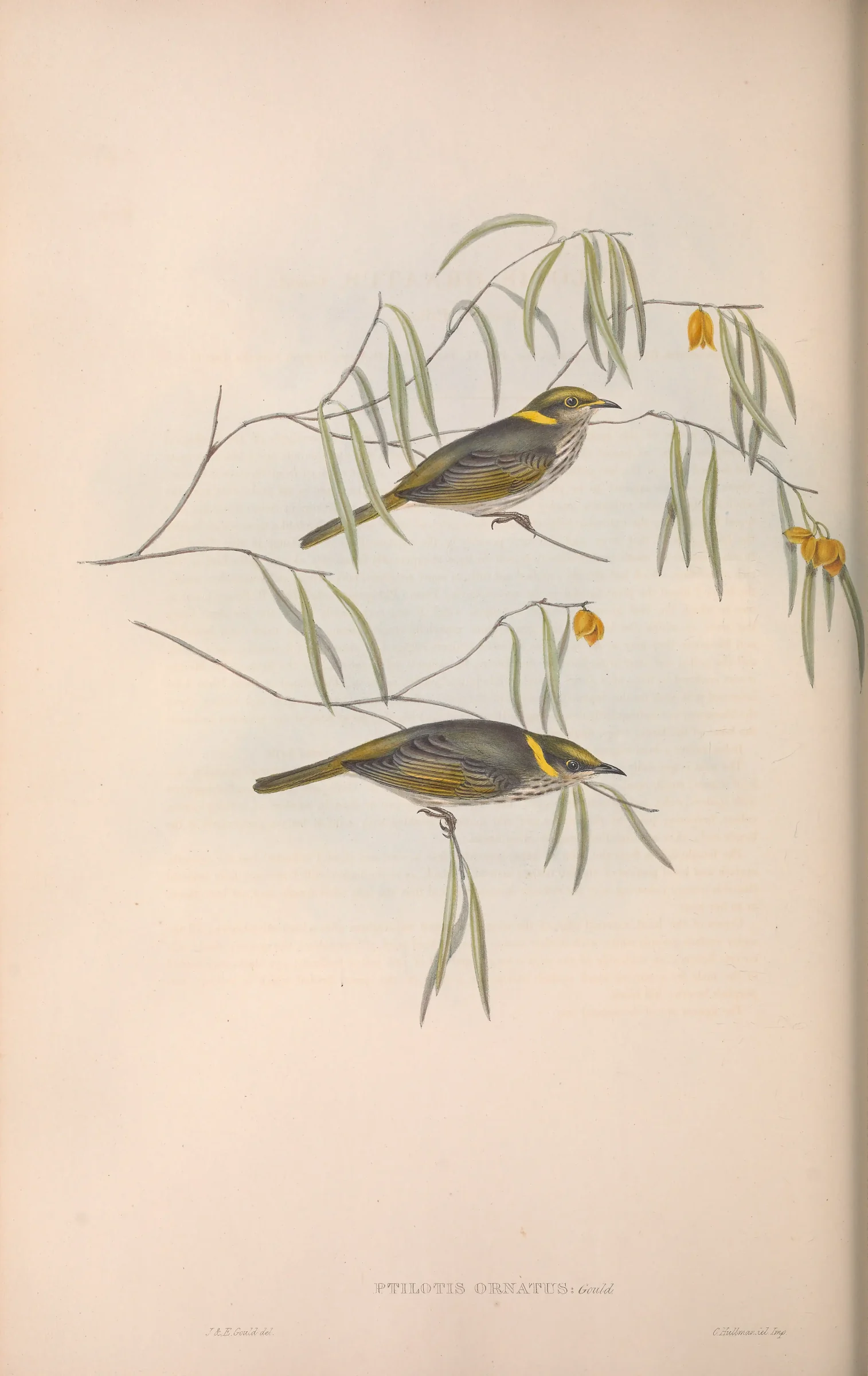 Historical bird plate: Yellow-plumed Honeyeater