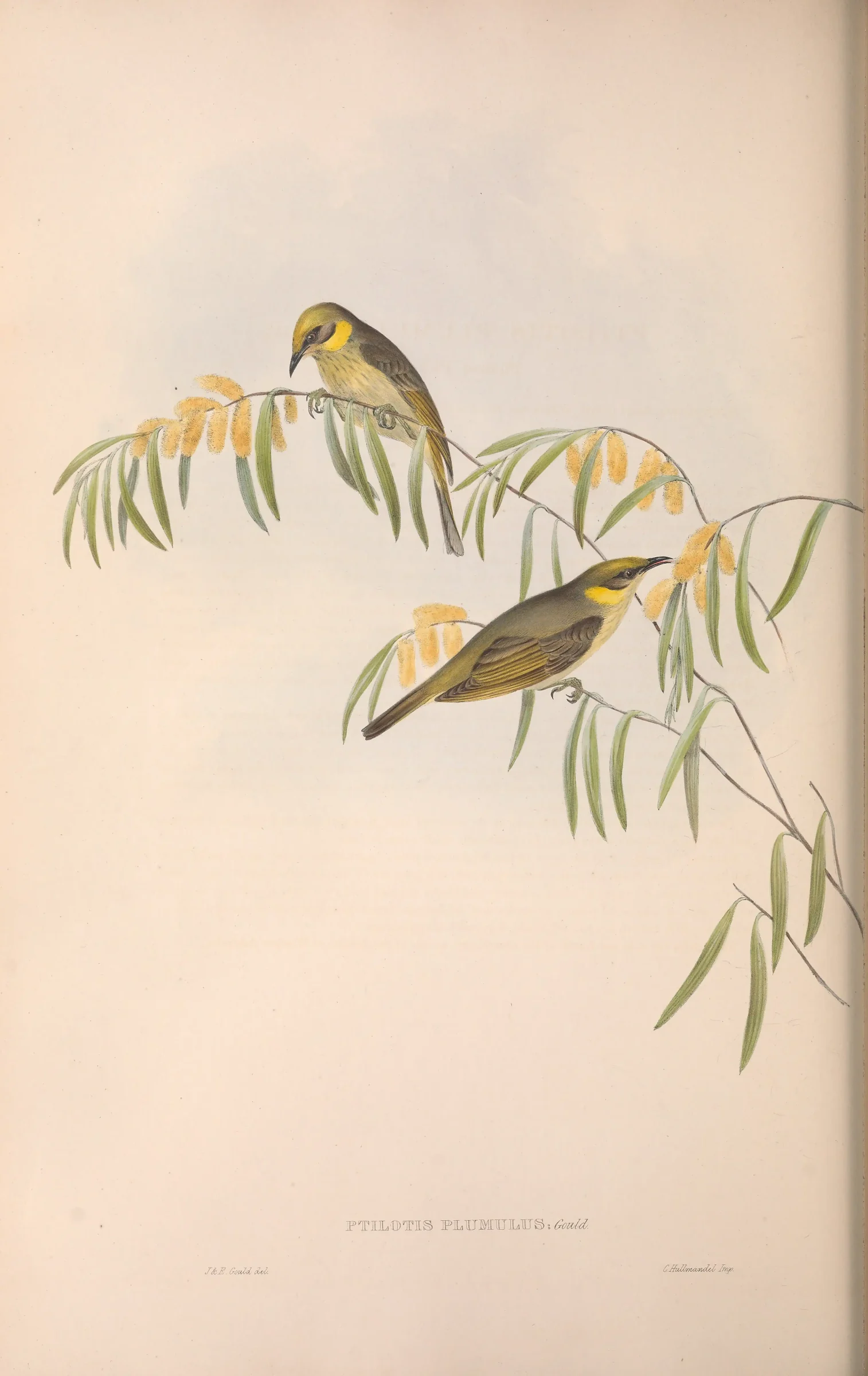 Historical bird plate: Grey-fronted Honeyeater