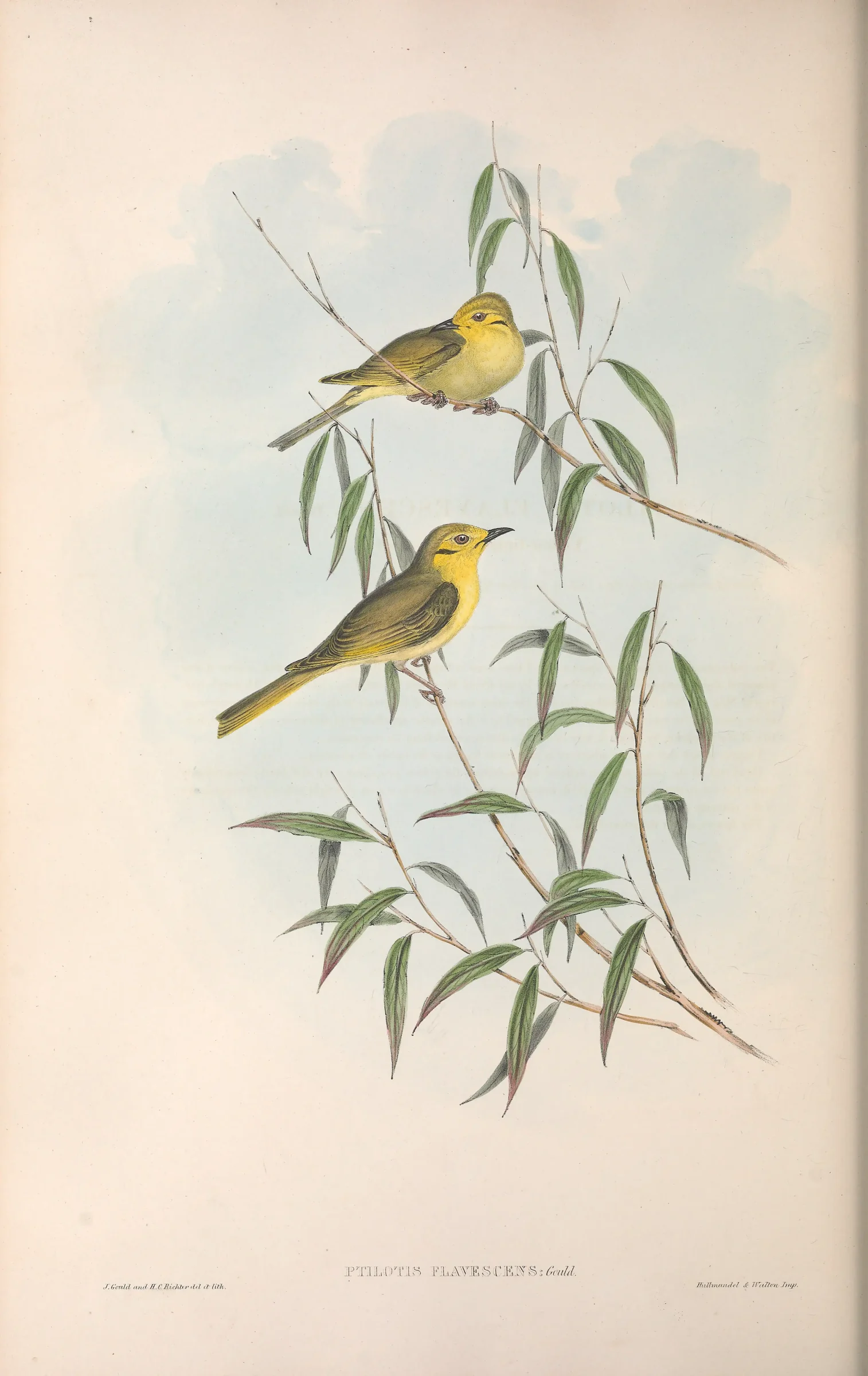 Historical bird plate: Yellow-tinted Honeyeater