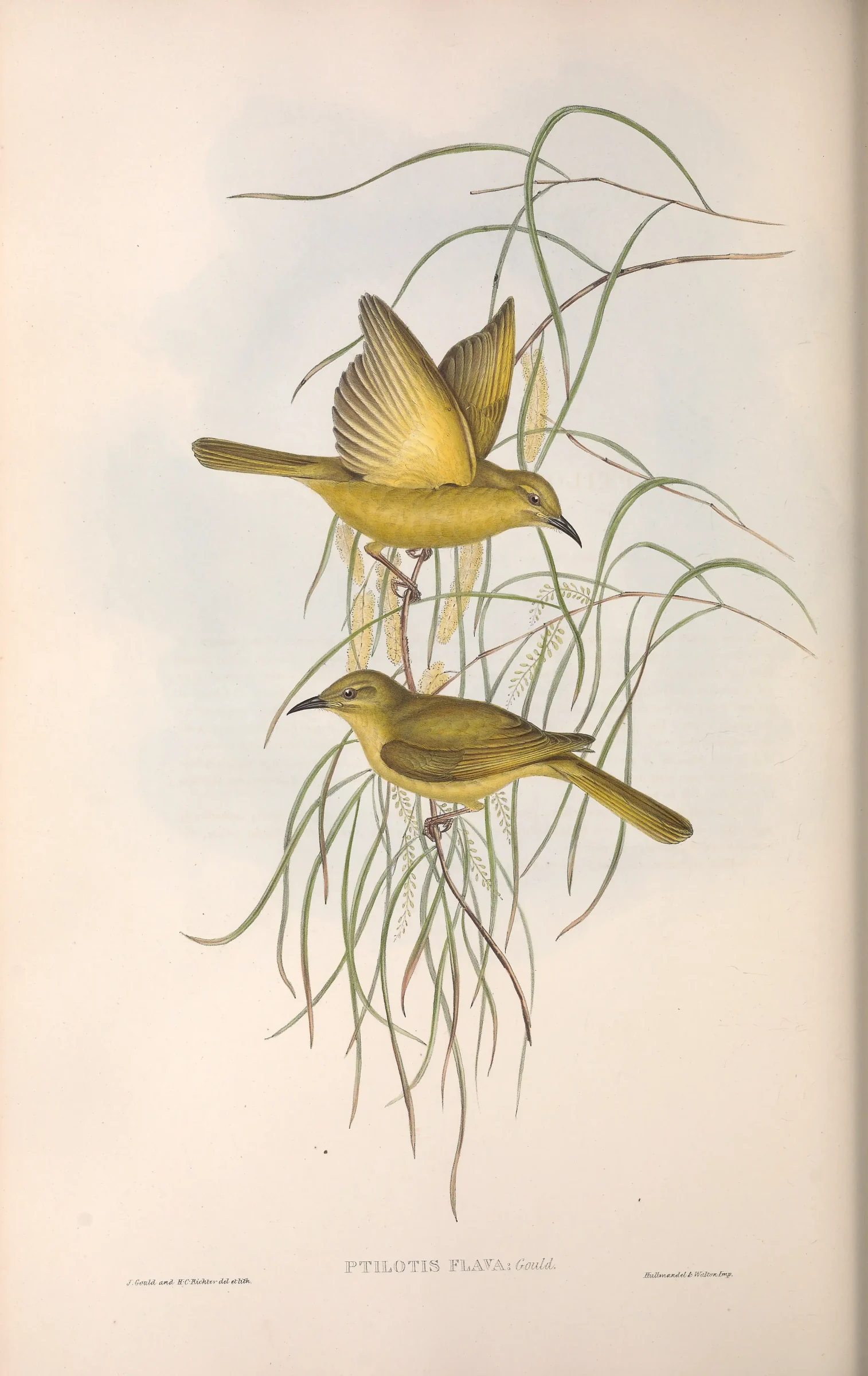 Historical bird plate: Yellow Honeyeater
